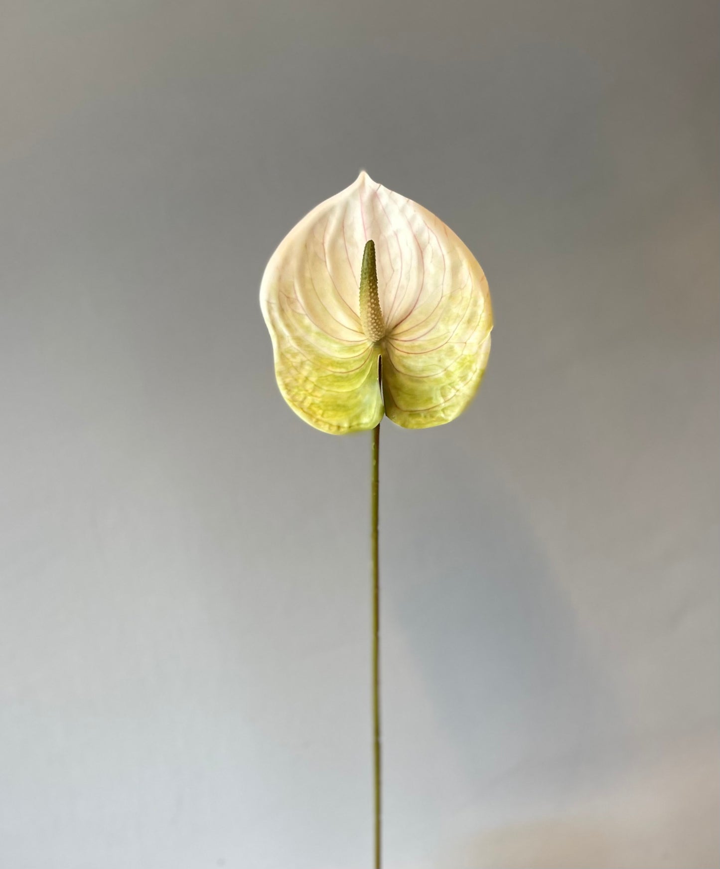 Green and White Anthurium Single Stem Artificial Faux Flowers Small