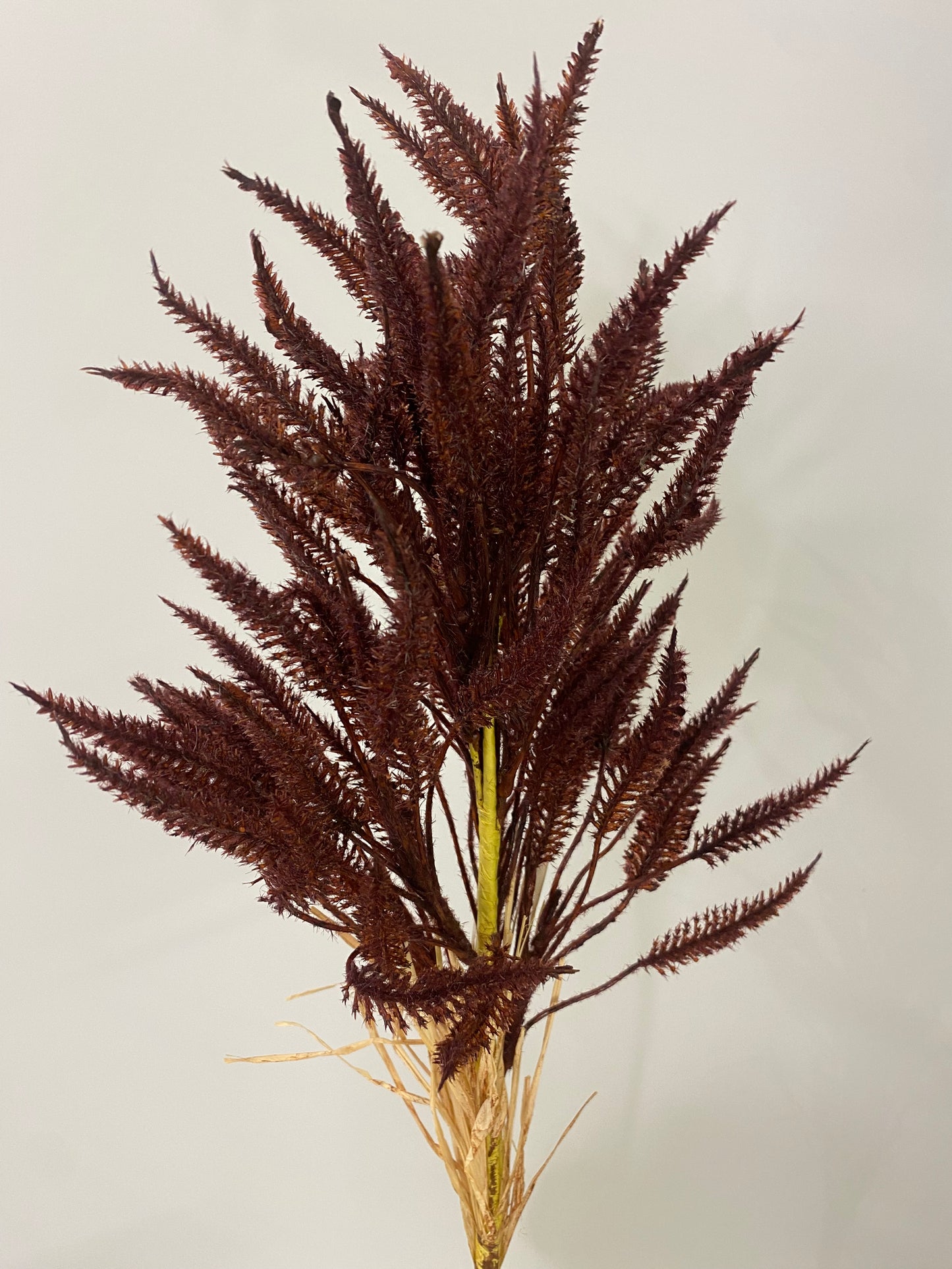 Grass Sorghum Burgundy Spray Artificial Faux Flowers Single Stem