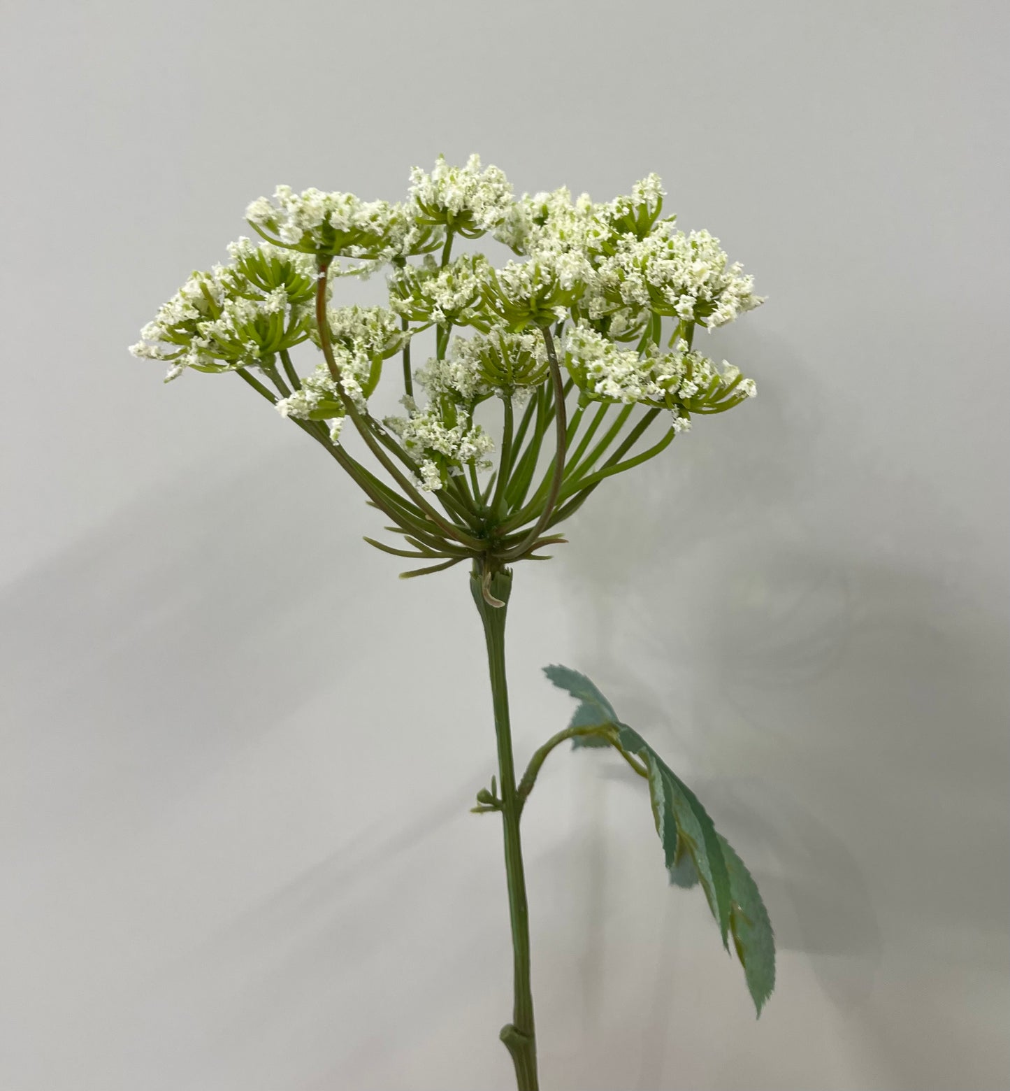 Real Touch Queen Anne's Lace Single Stem Artificial Faux Flowers