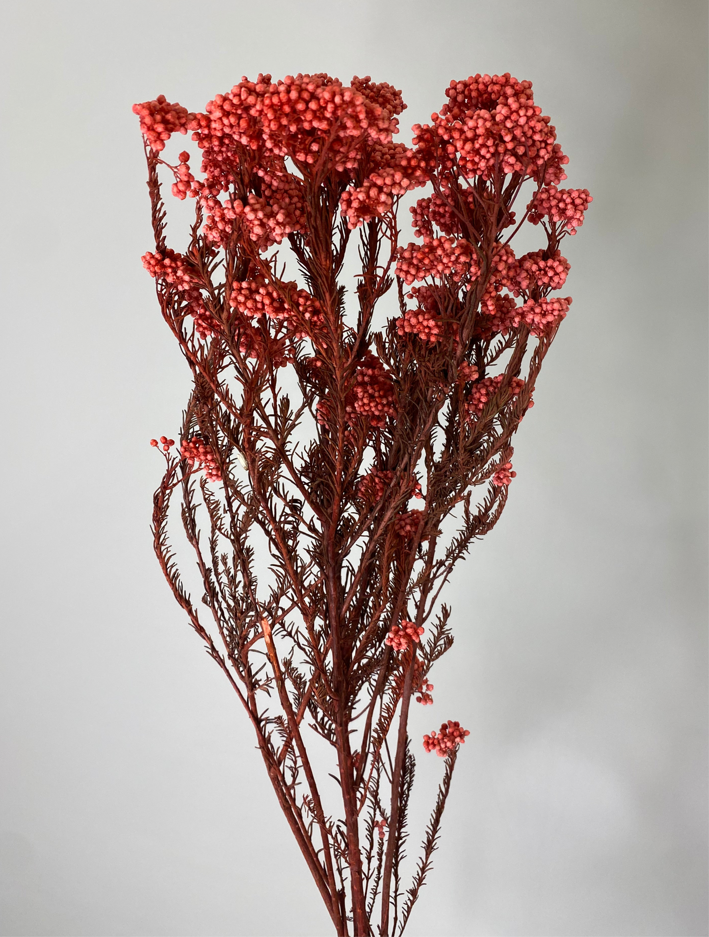 Hot Pink Dried Rice Flower Bunch