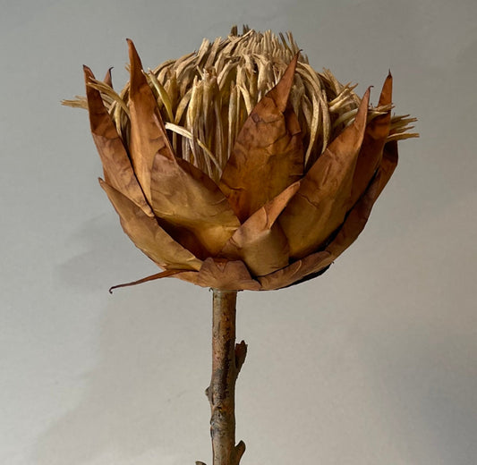 Large King Protea Coffee Single Stem