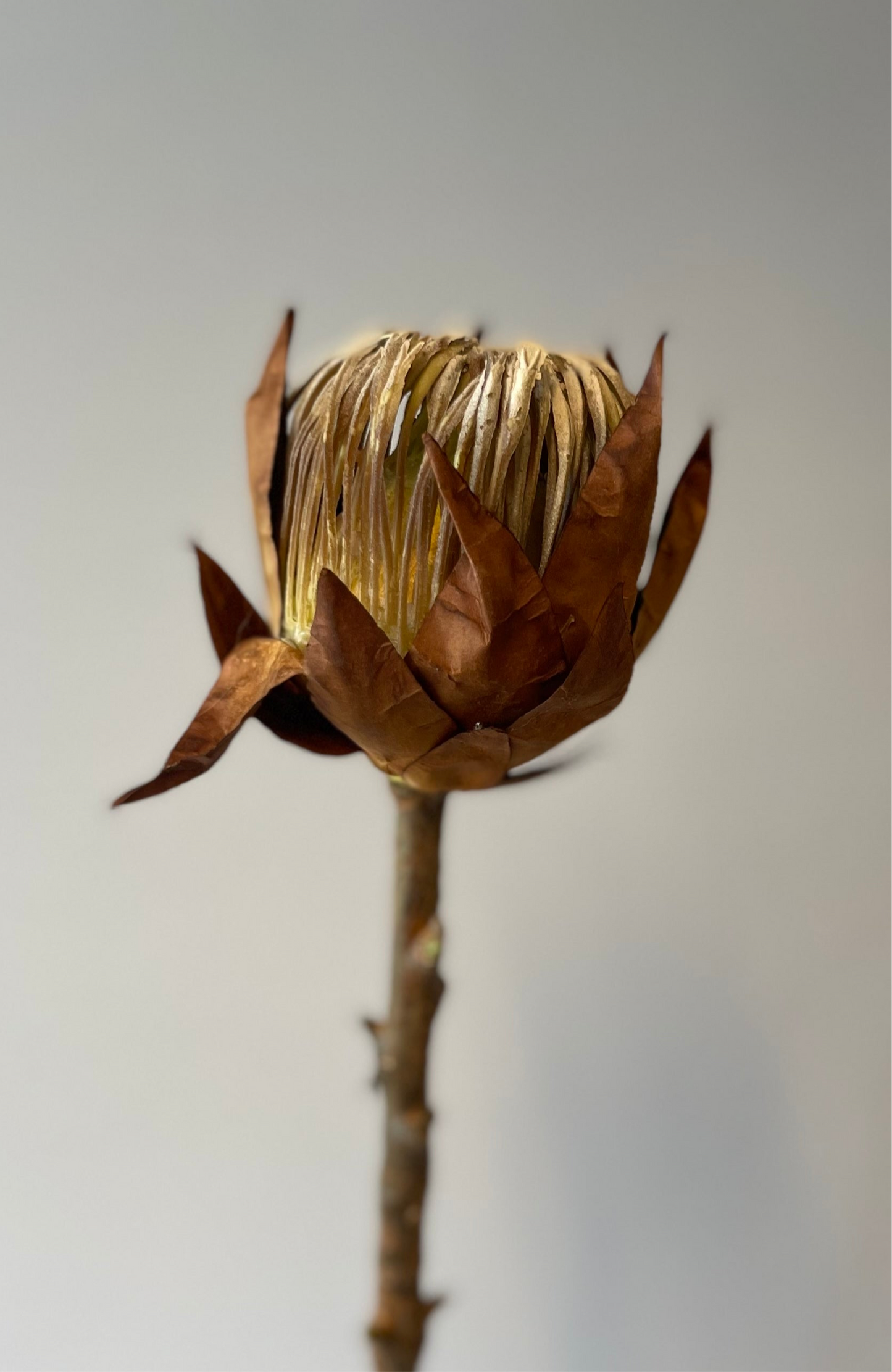 Brown King Protea Artificial Flowers Faux Flowers