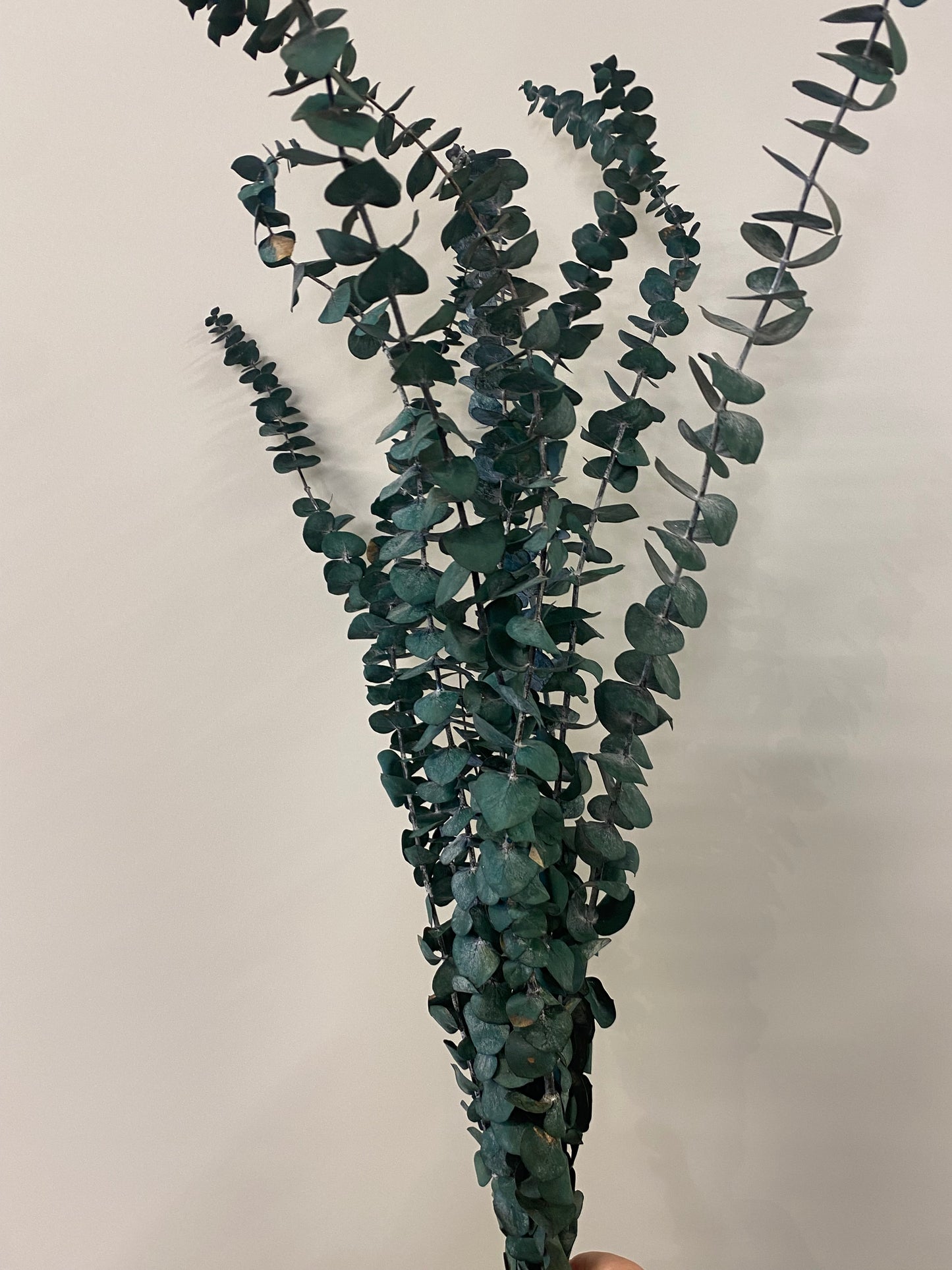 Dried Green Eucalyptus Bunch