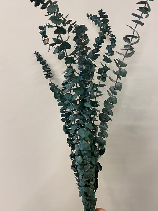 Dried Green Eucalyptus Bunch