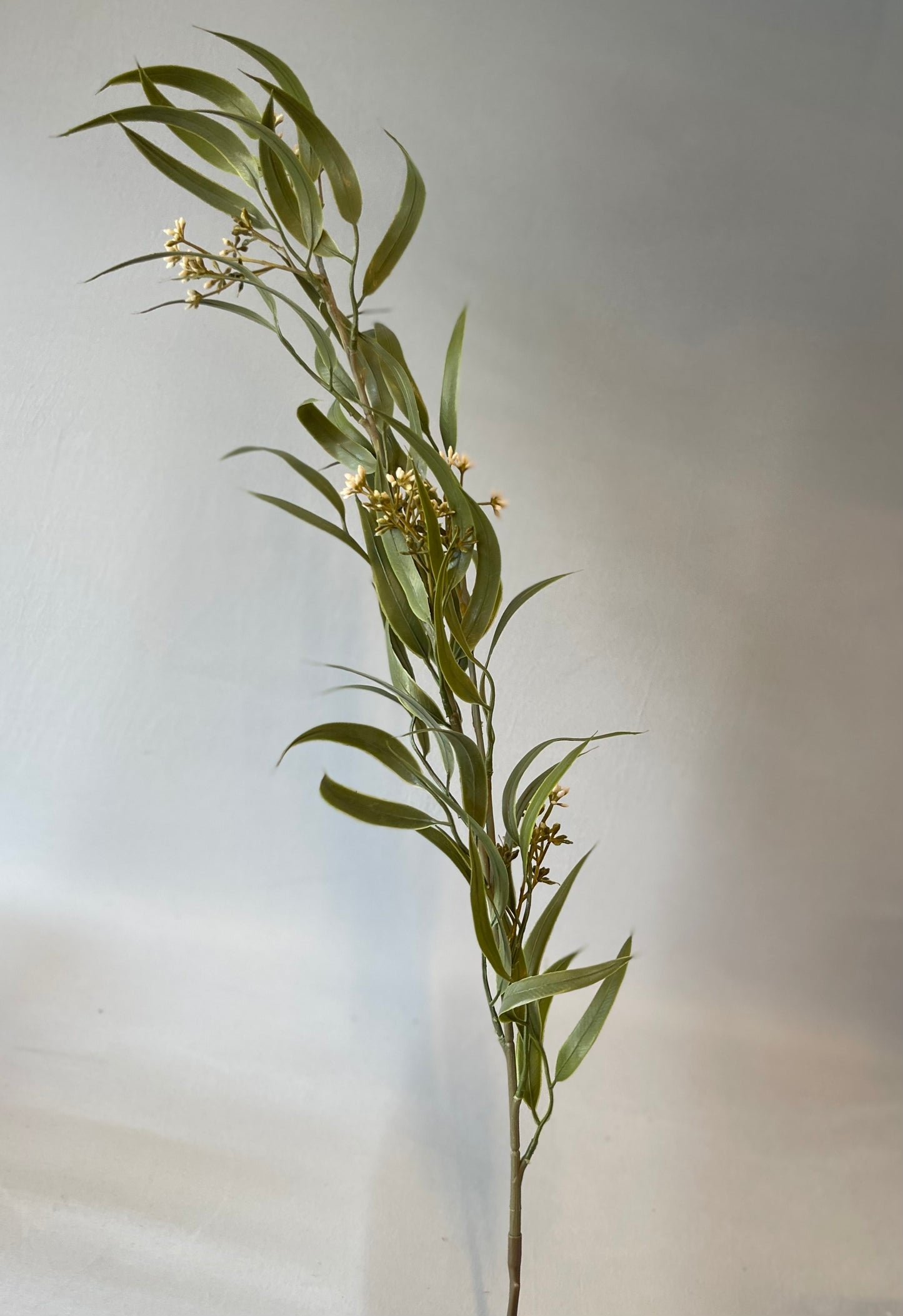 Grey Green Eucalyptus Seed Spray Single Stem