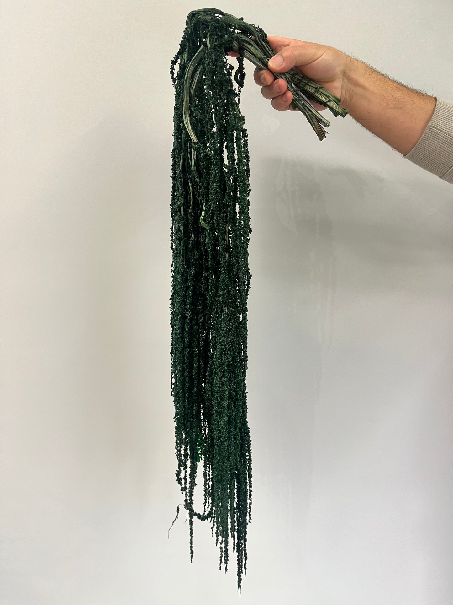 Green Dried Amaranthus Preserved  Flower
