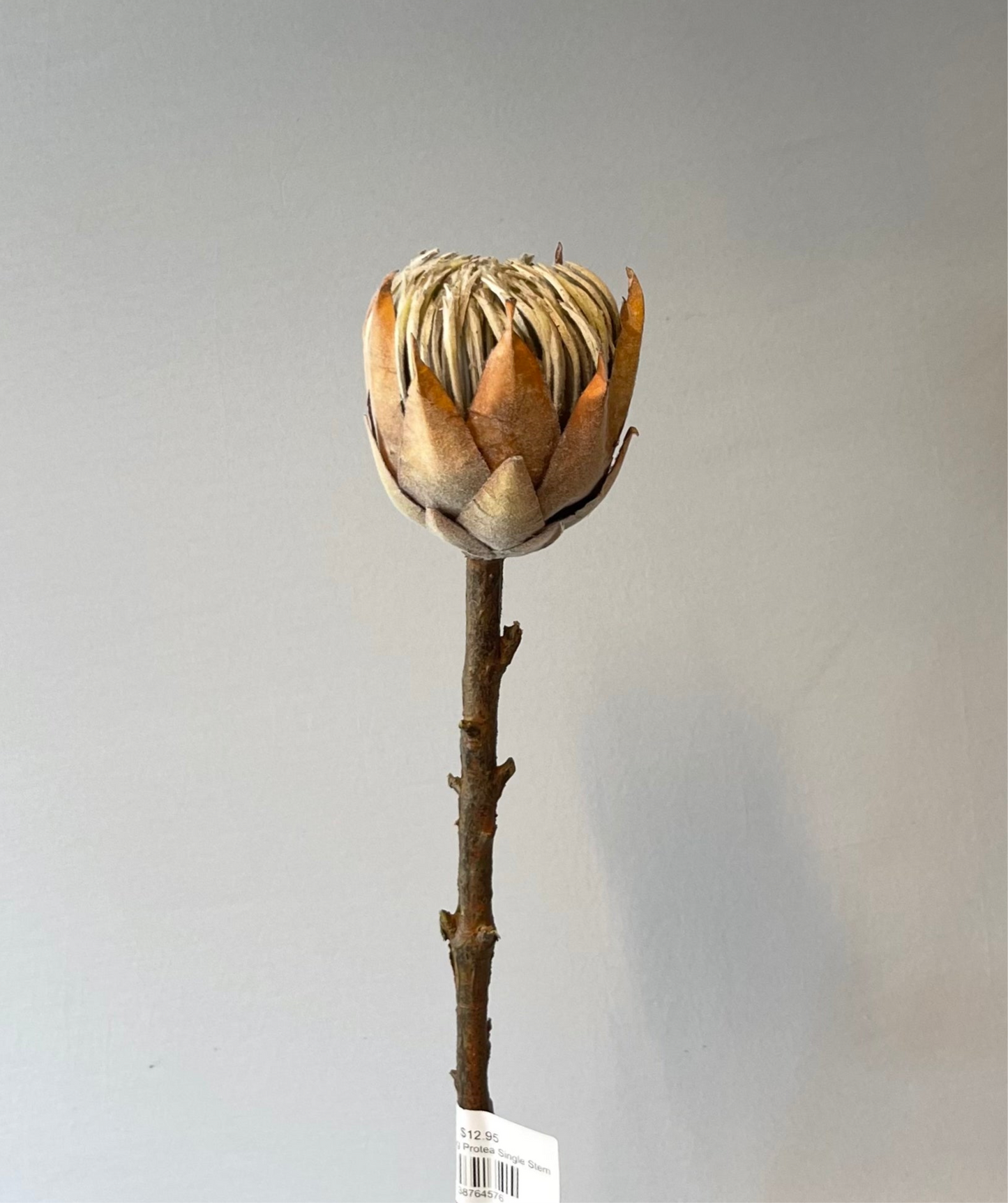 Small Coffee King Protea Single Stem Artificial Flowers Faux Flowers