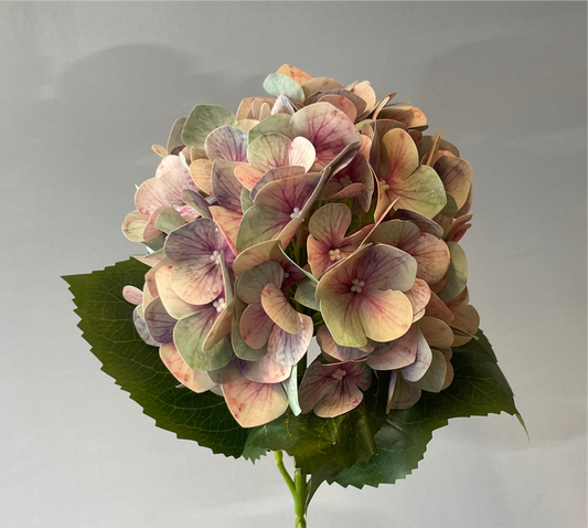Blue and Purple Hydrangea Single Stem