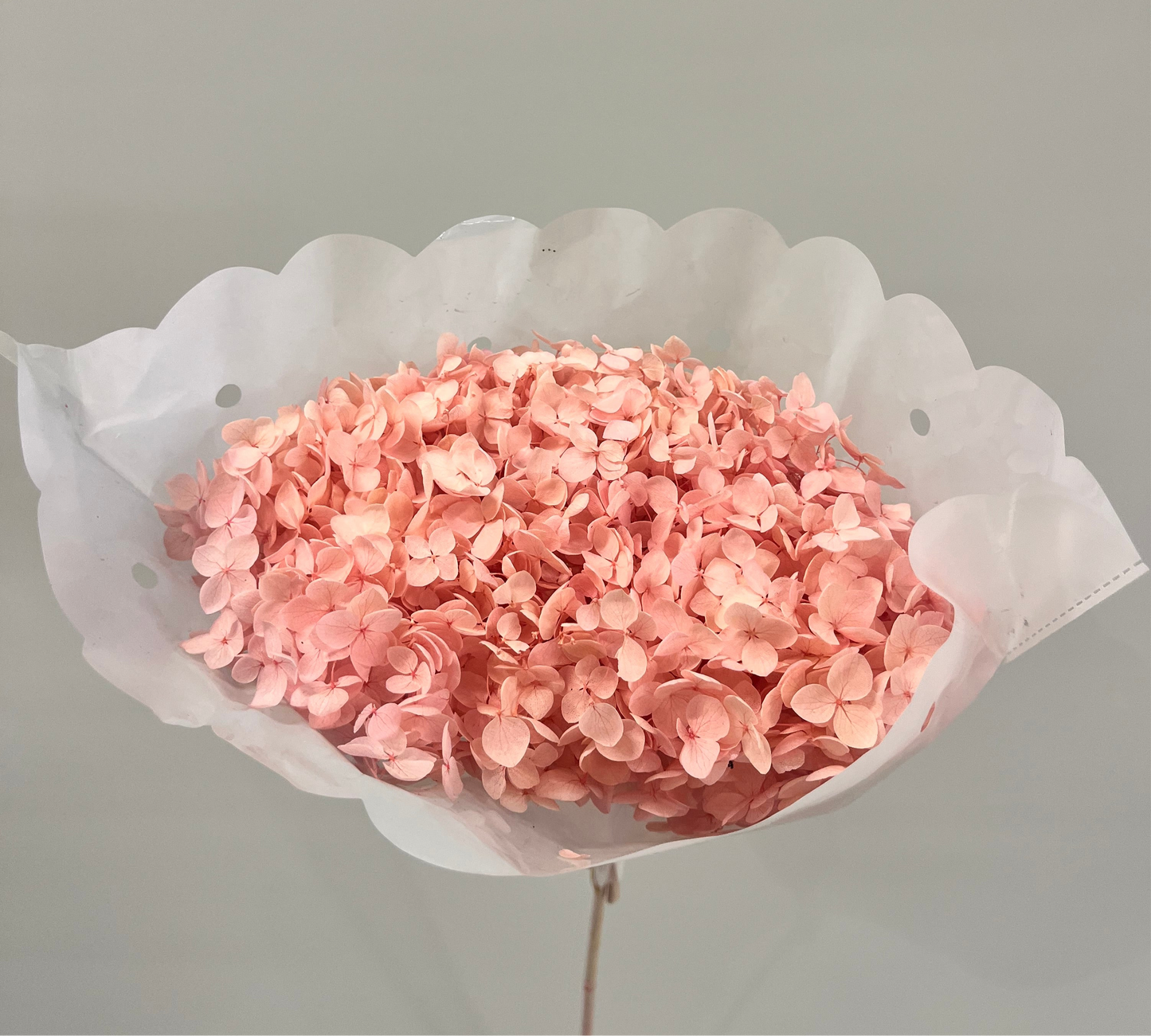 Light Pink Dried Hydrangea Single Stem
