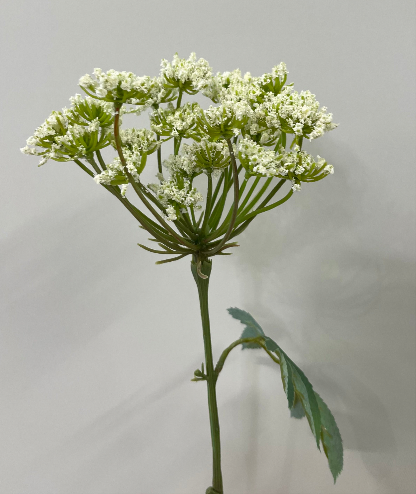 Real Touch Queen Anne's Lace Single Stem Artificial Faux Flowers