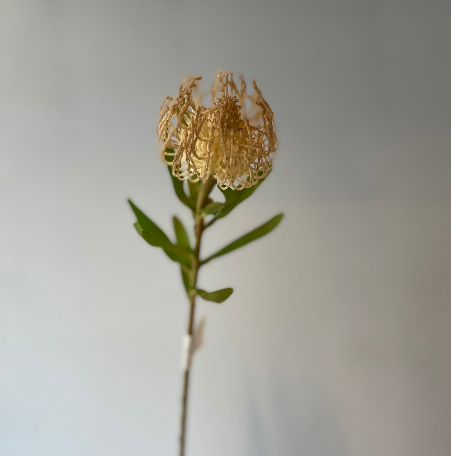 Light Coffee Protea Leucospermum Single Stem Artificial Flowers Faux Flowers