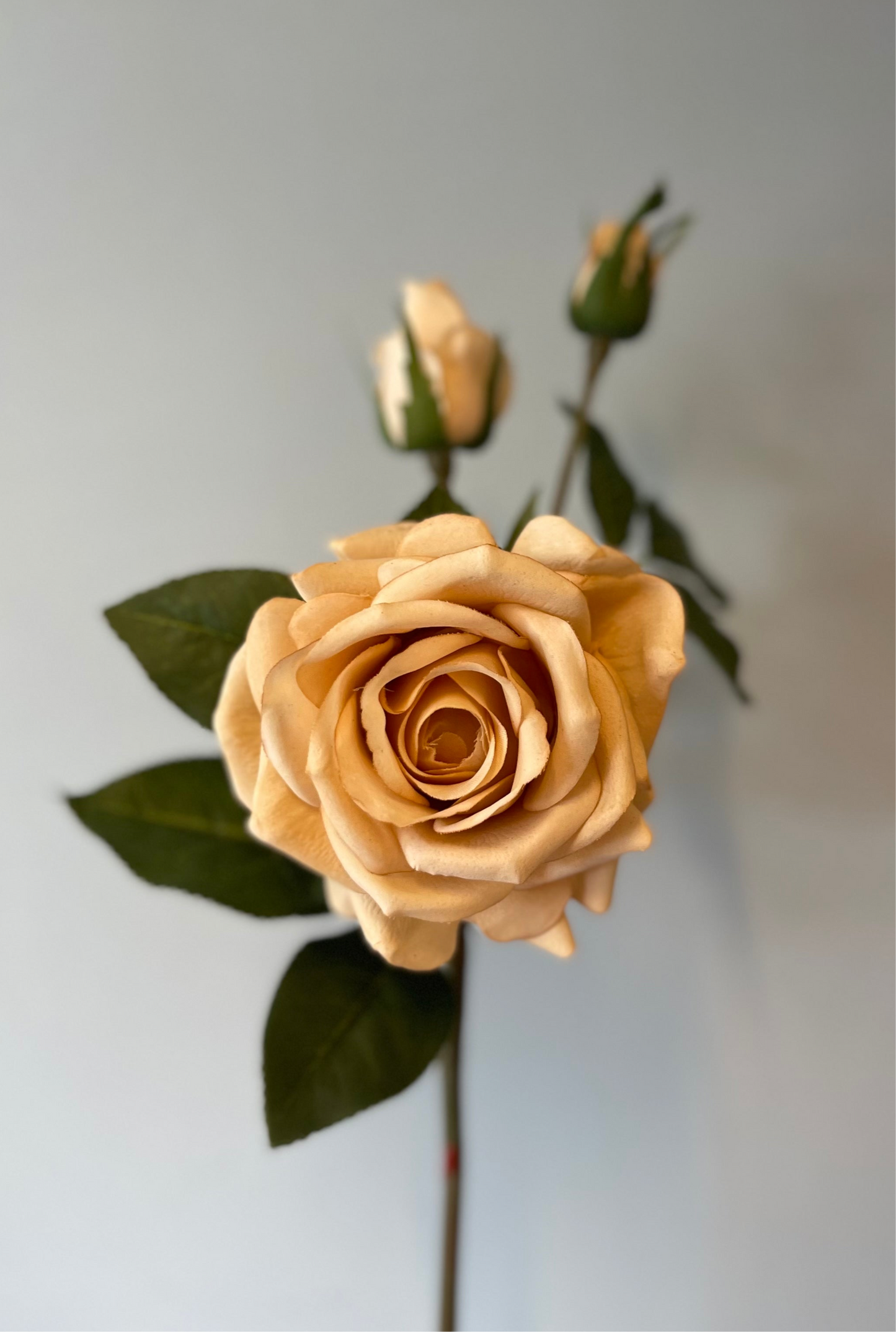 Lisa Rose Spray Blush Single Stem