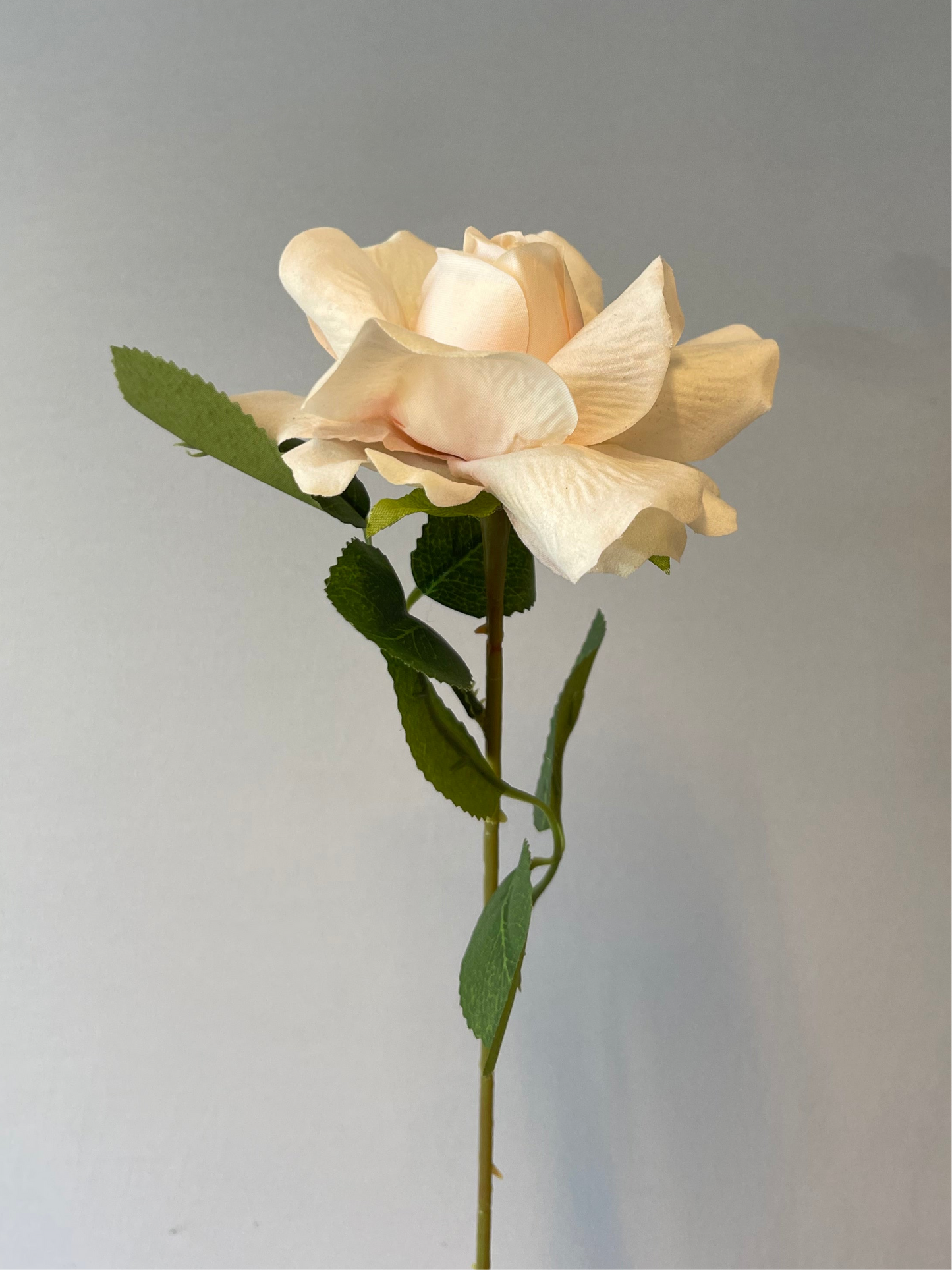 Mini Champagne Velvet Rose