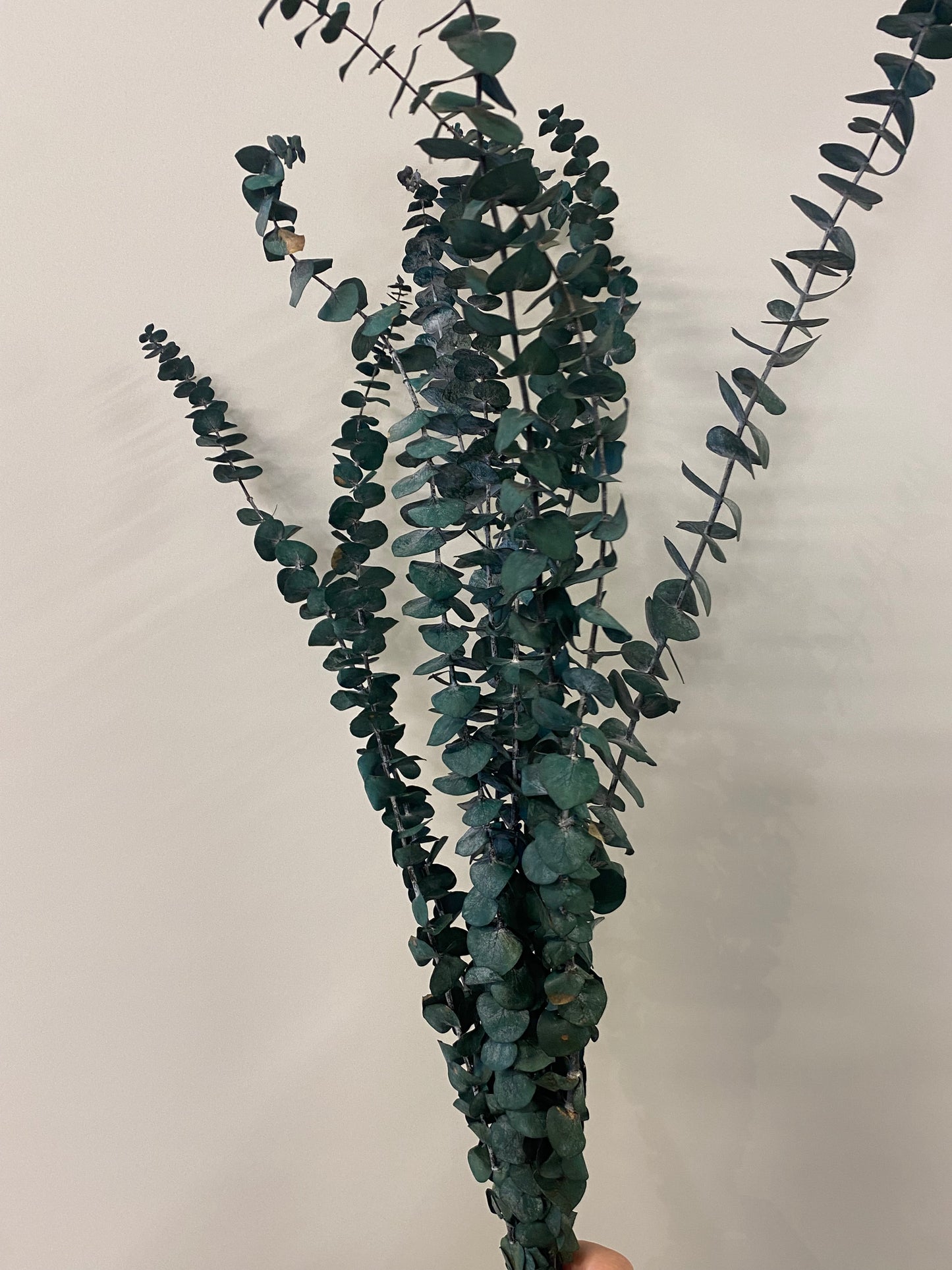 Dried Green Eucalyptus Bunch