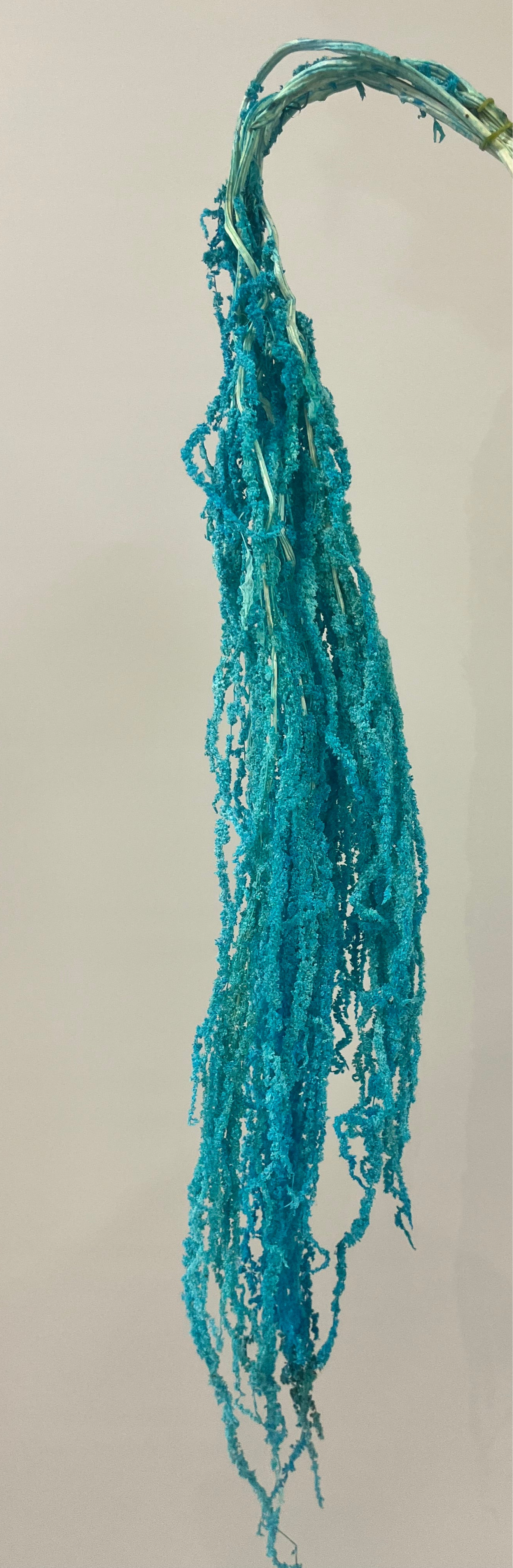 Blue Dried Amaranthus Single Stem