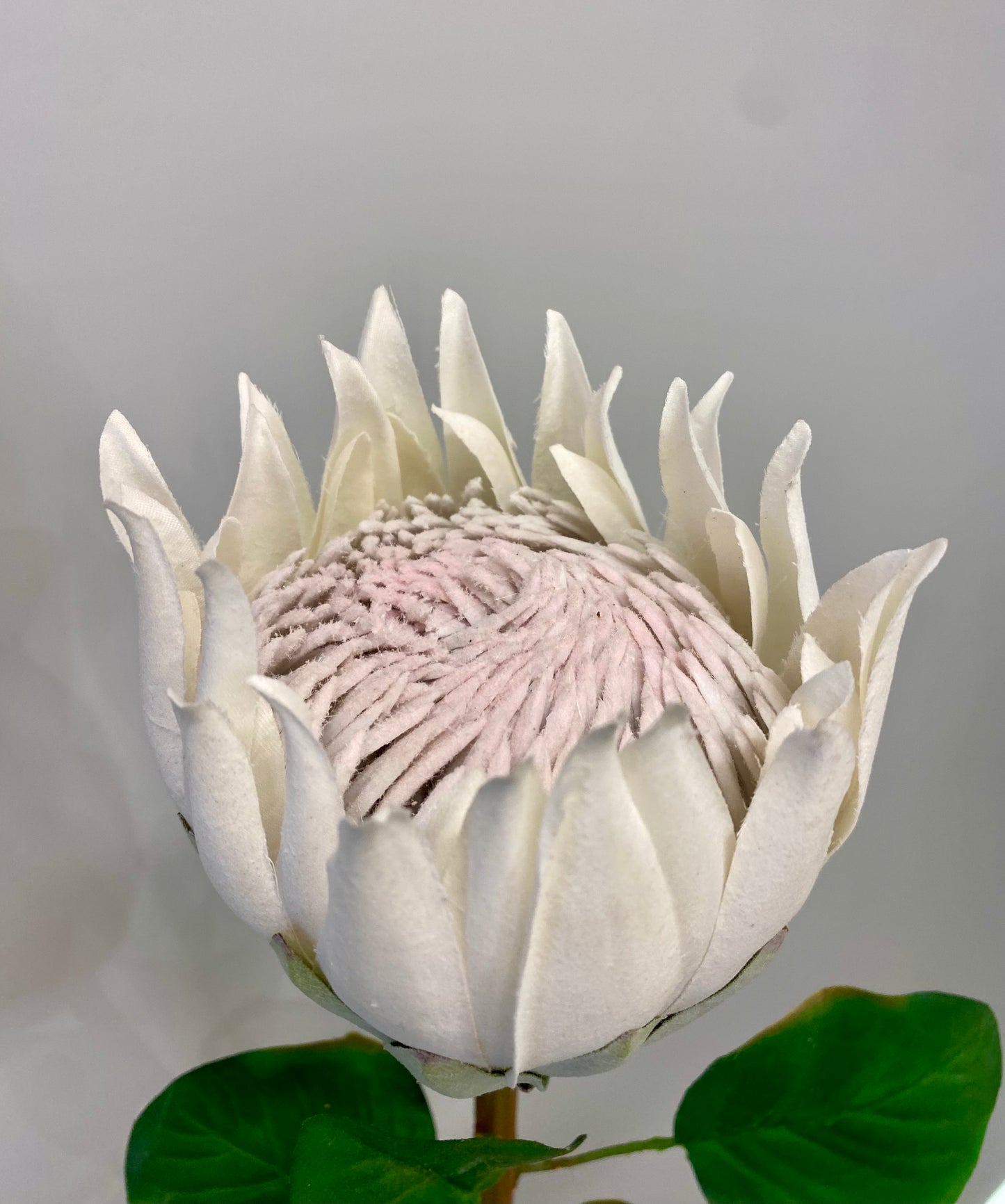 White King Protea Large Single Stem Artificial Flowers