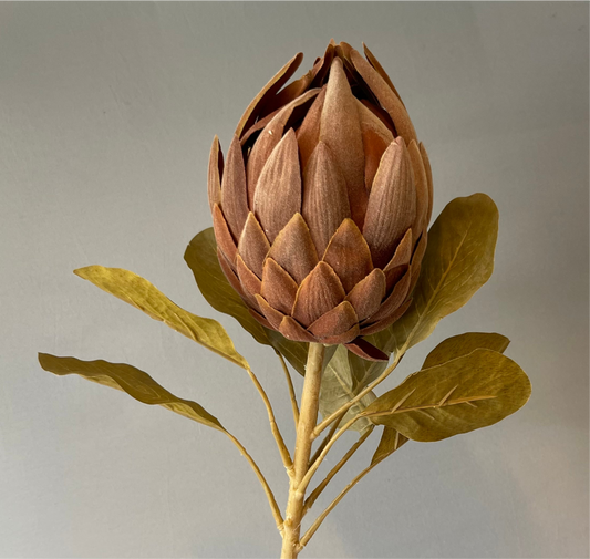 Queen Protea Coffee Single Stem