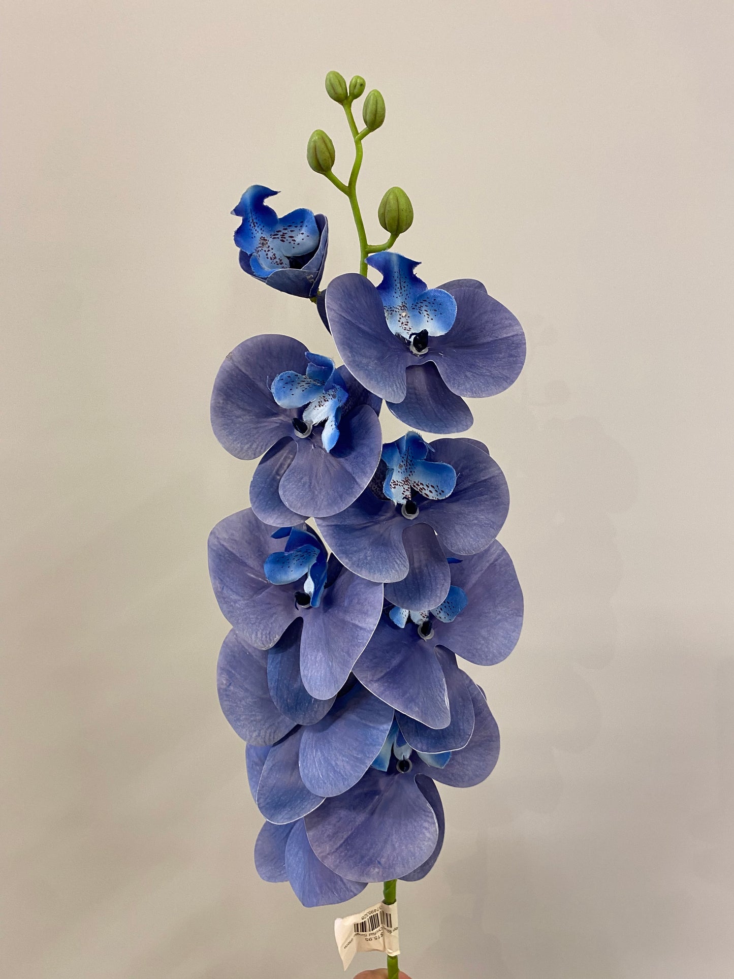 Deep Blue Orchid Single Stem