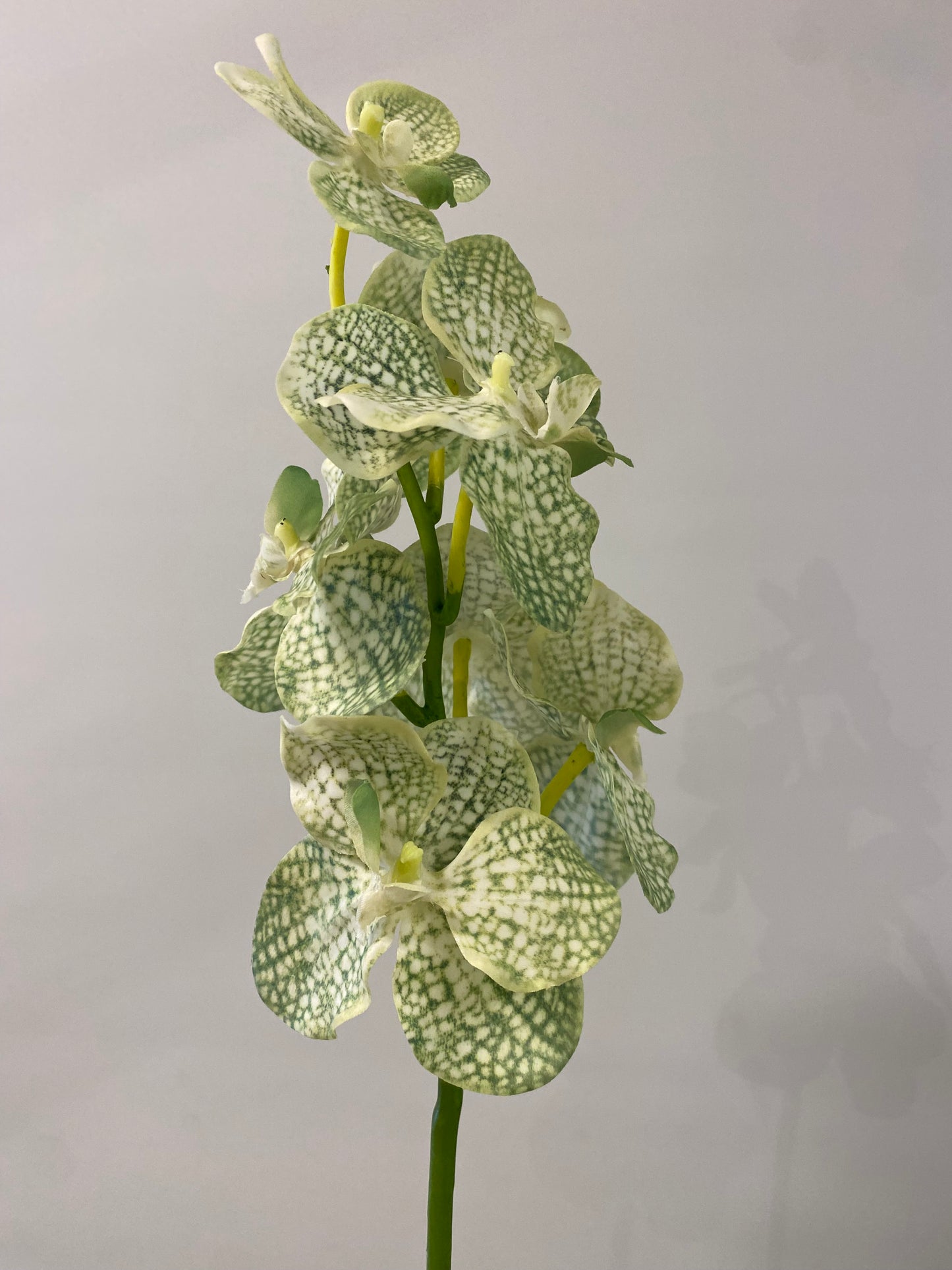 Real Touch White And Green Vanda Orchid Single Stem Artificial Faux Flowers