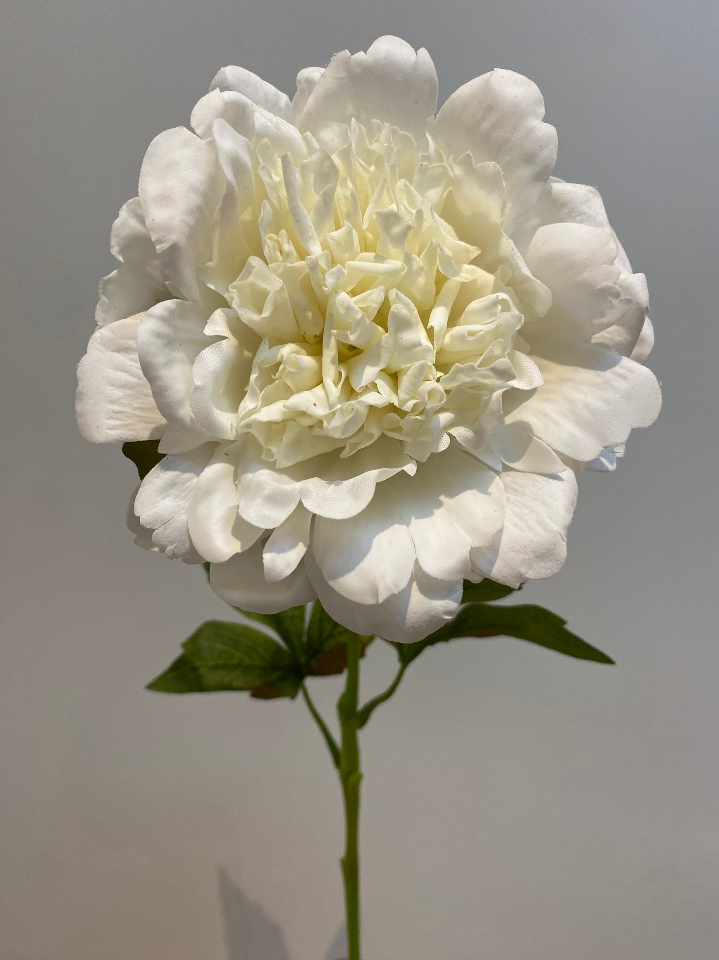 Real Touch White Cabbage Rose Single Stem Artificial Faux Flowers
