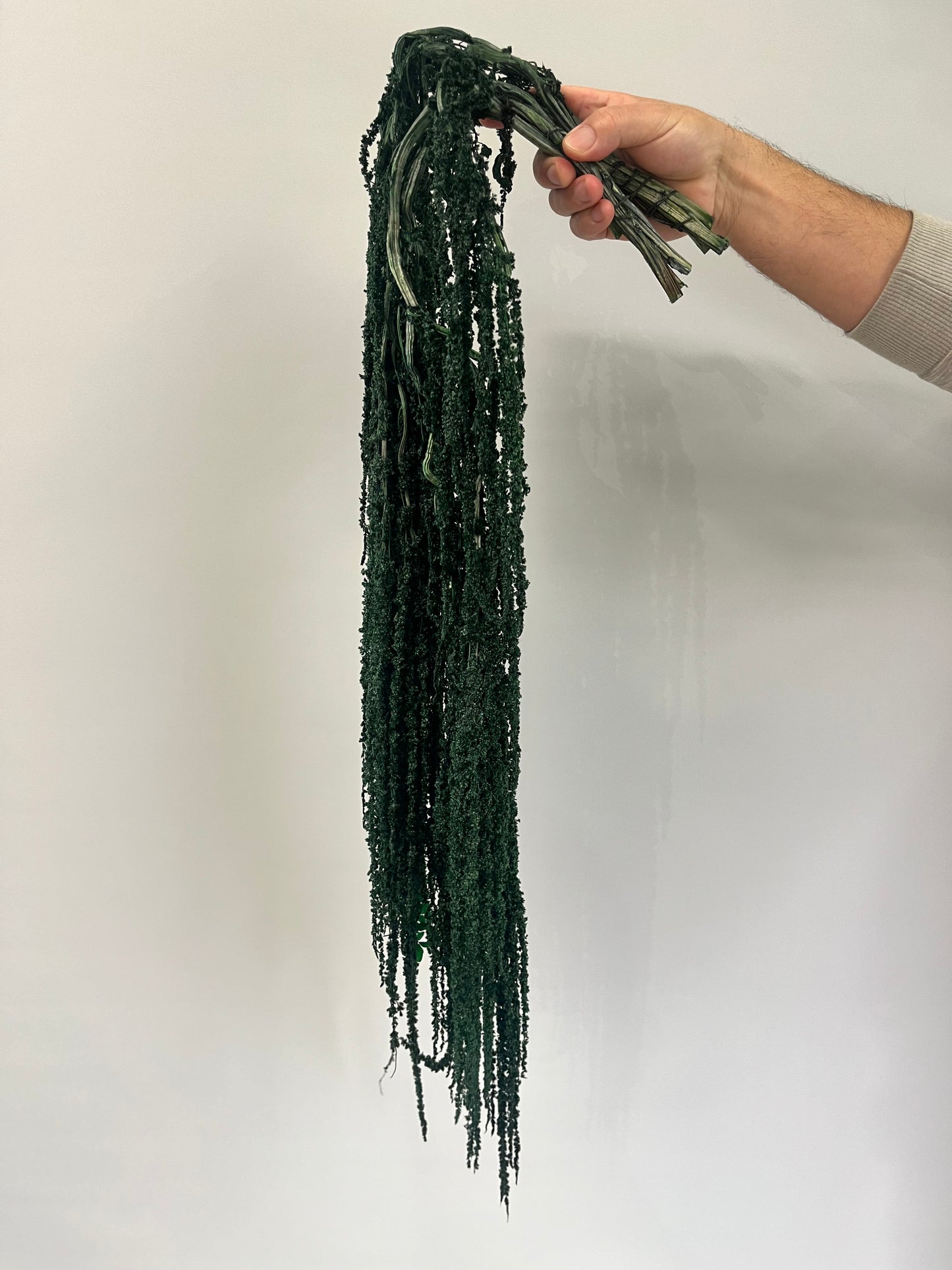 Green Dried Amaranthus Preserved  Flower
