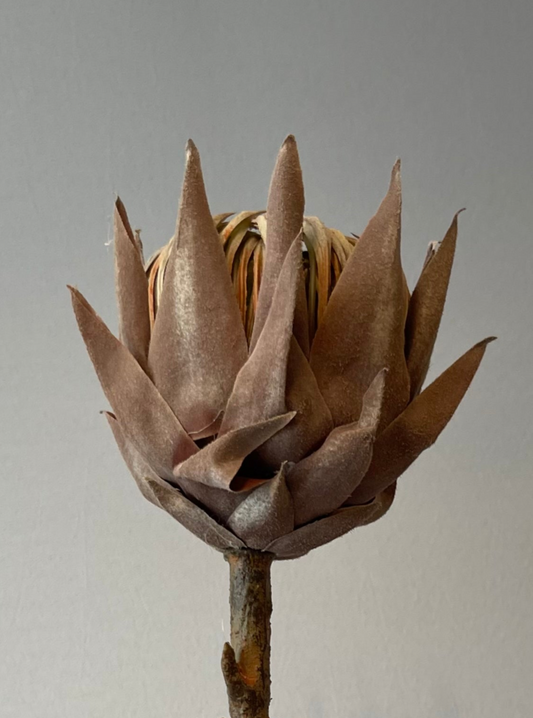 Coffee King Protea Single Stem Artificial Flowers Faux Flowers