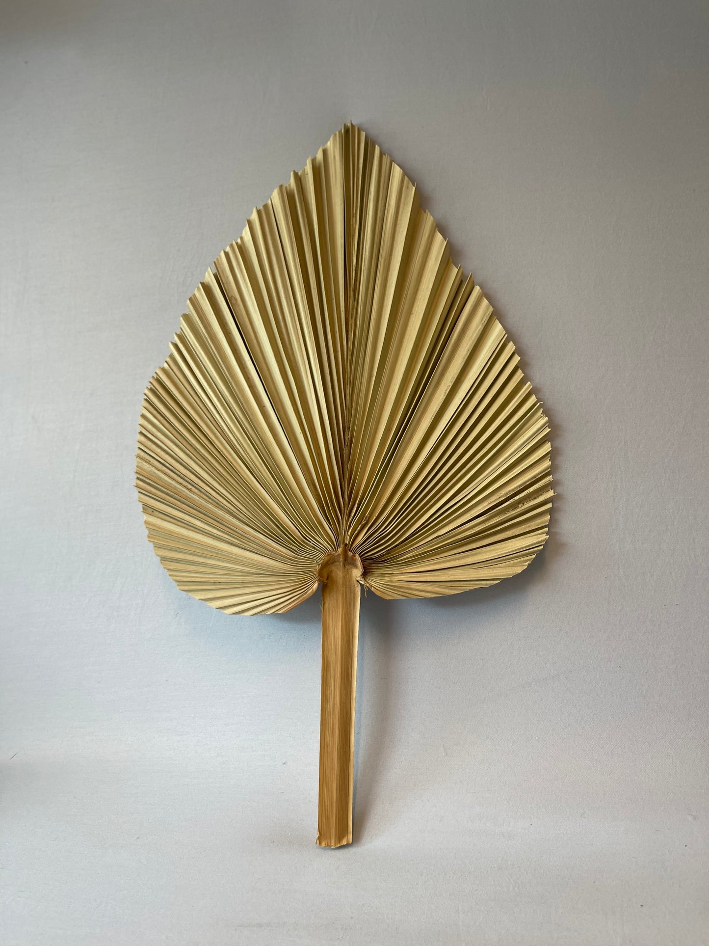 Natural Dried Palm Leaves Single Stem