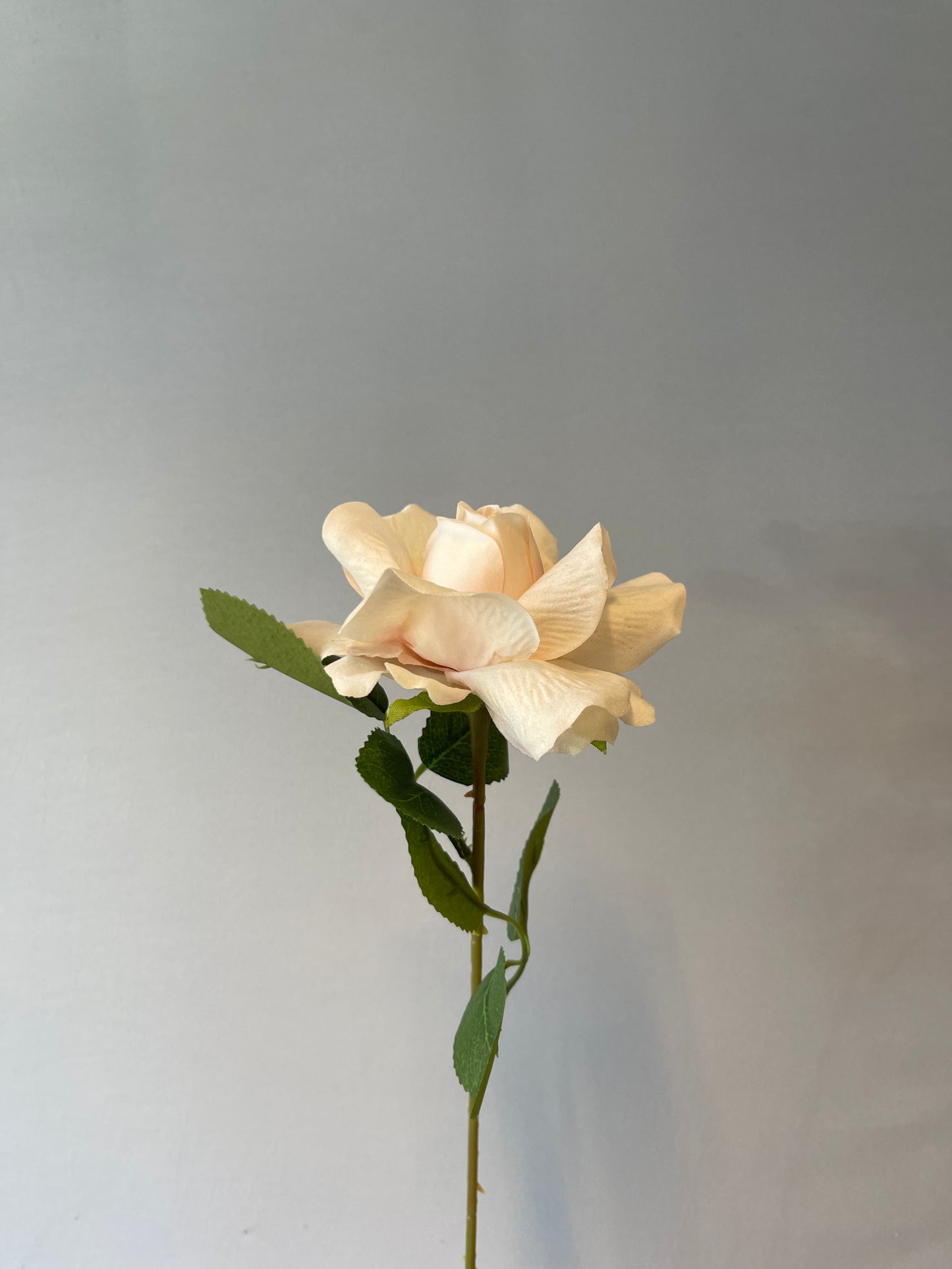 Mini Champagne Velvet Rose