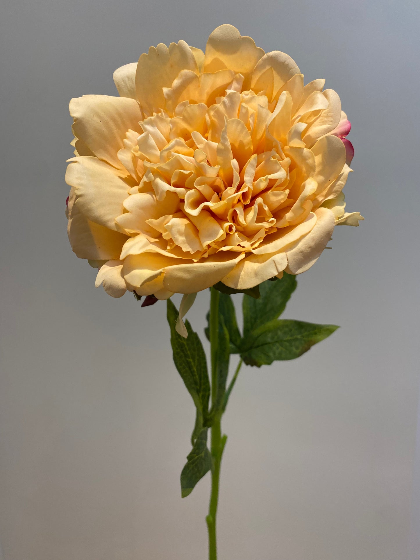 Real Touch Yellow Cabbage Rose Single Stem Artificial Faux Flowers