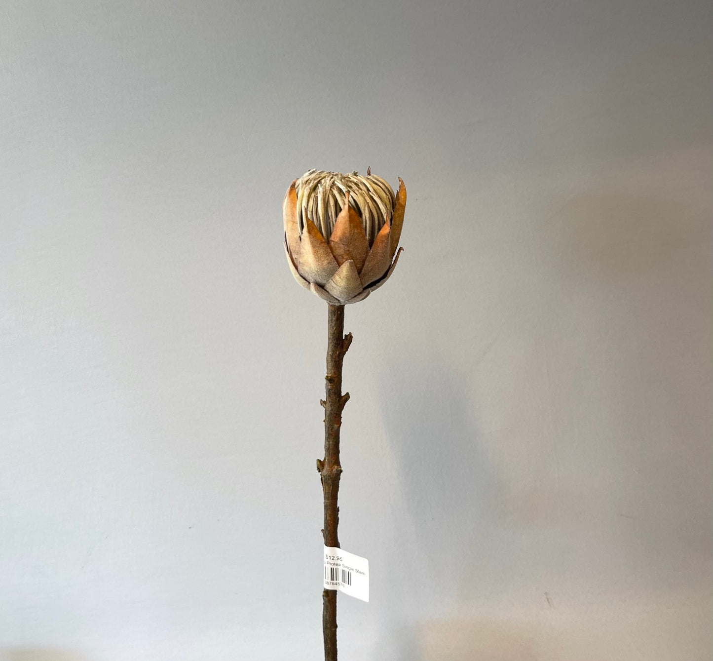 Small Coffee King Protea Single Stem Artificial Flowers Faux Flowers