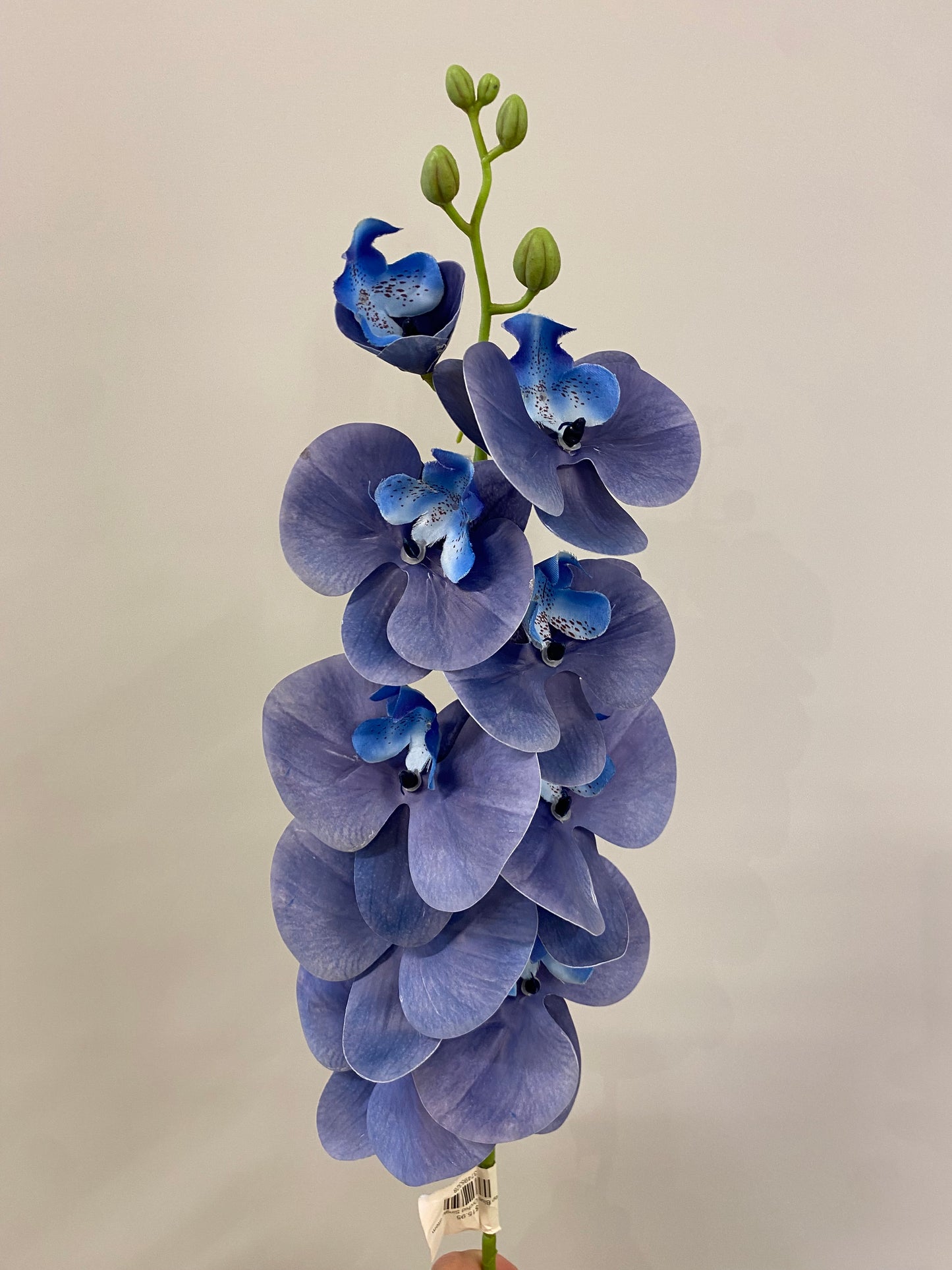 Deep Blue Orchid Single Stem