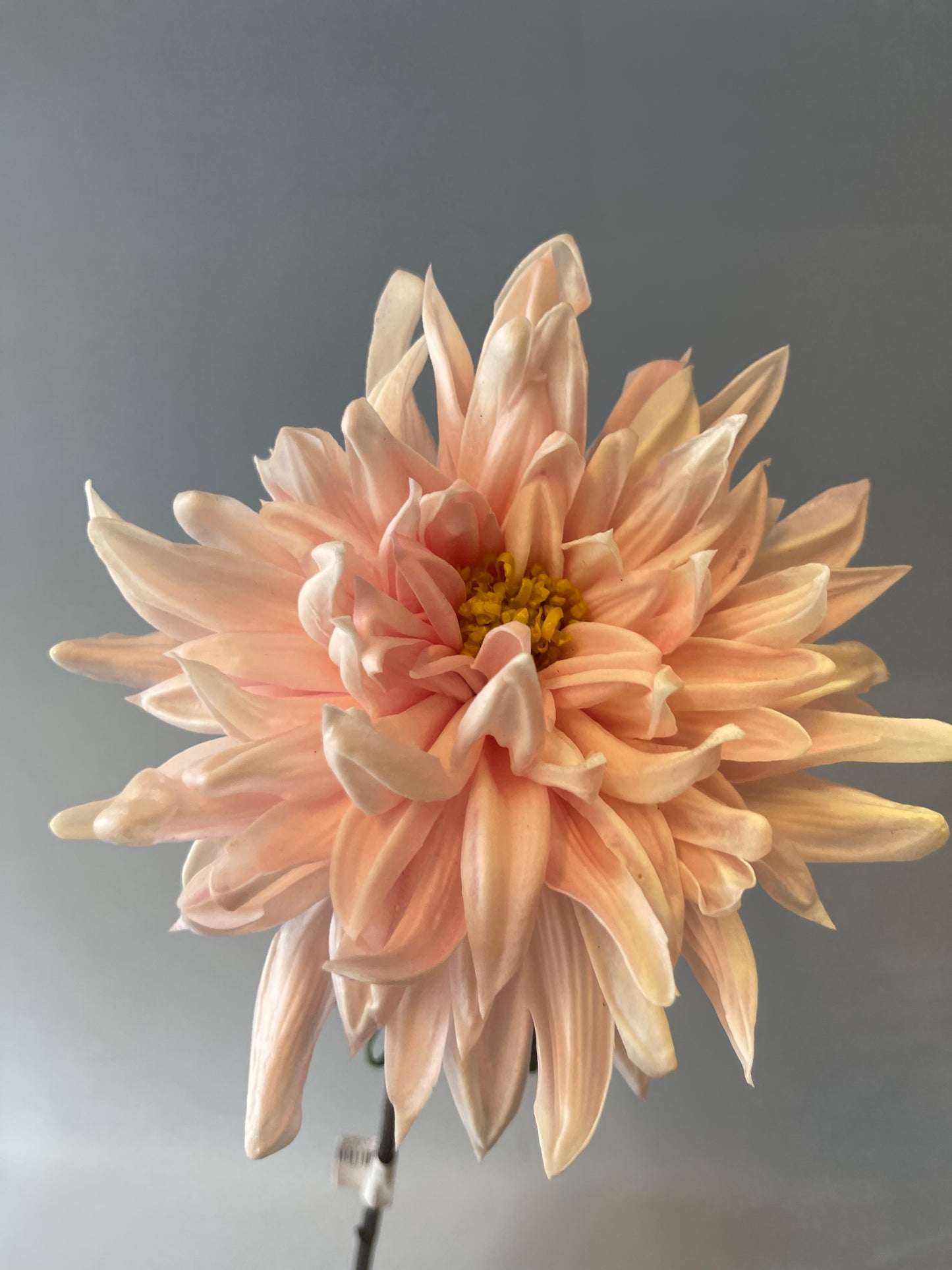 Real Touch Pink Dahlia Single Stem Artificial Faux Flowers