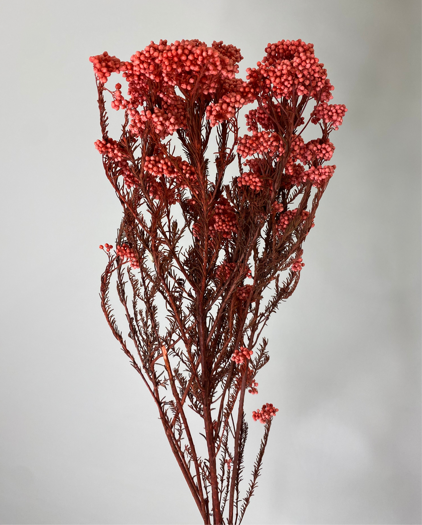Hot Pink Dried Rice Flower Bunch