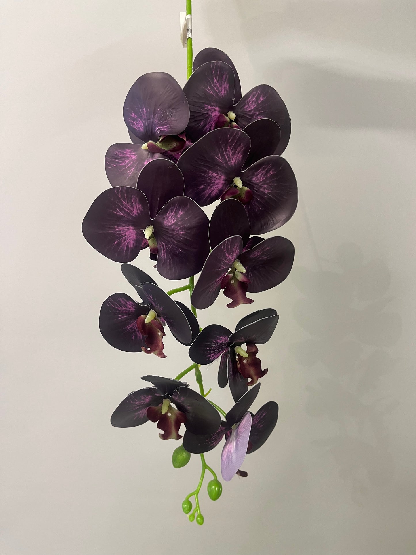 Thunder Orchid Single Stem