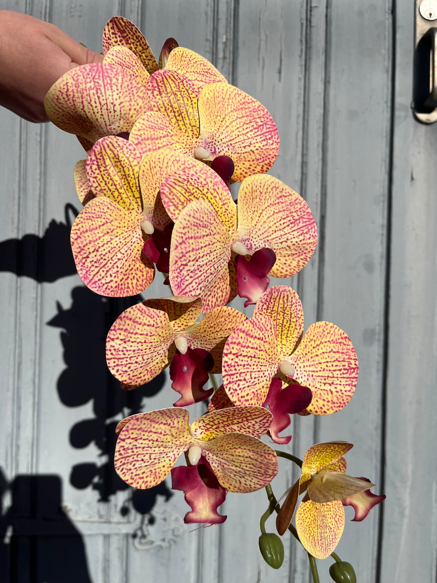 Burgundy Orange Orchid Single Stem