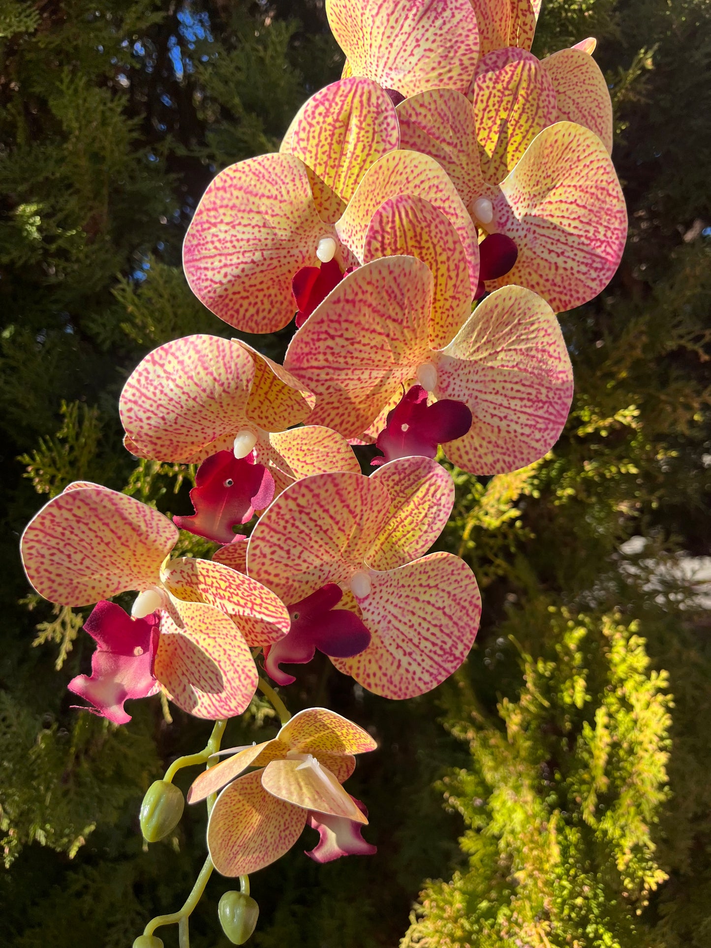 Burgundy Orange Orchid Single Stem