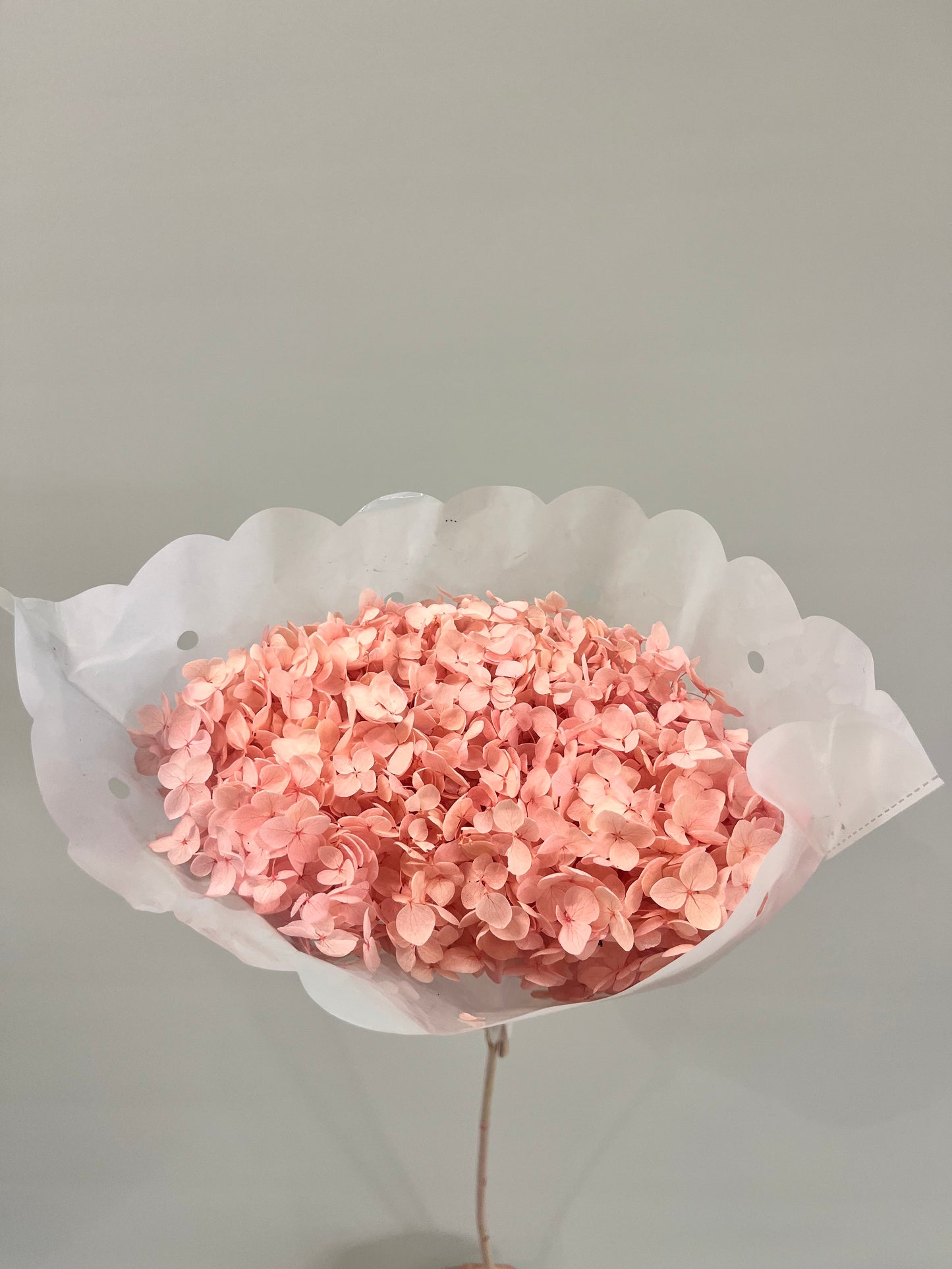 Light Pink Dried Hydrangea Single Stem