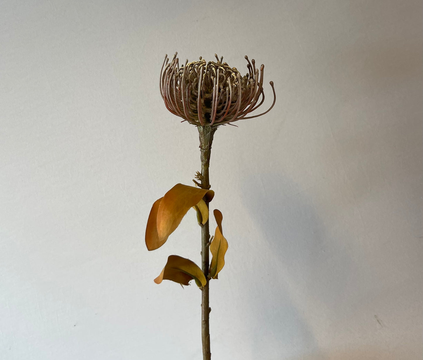 Coffee Protea Leucospemum Single Stem Artificial Flowers Faux Flowers