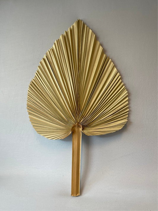 Natural Dried Palm Leaves Single Stem