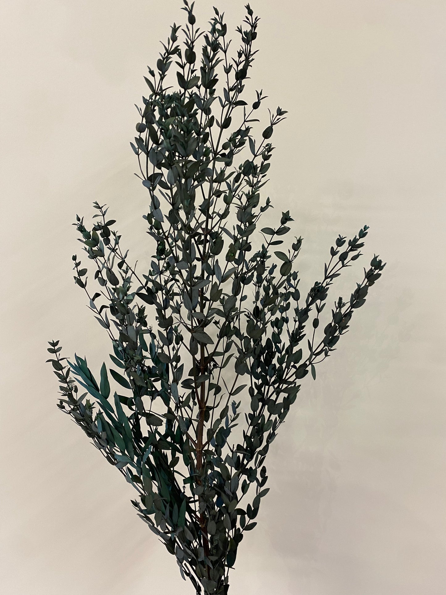 Dark Green Italian Ruscus Bunch Dried Flower