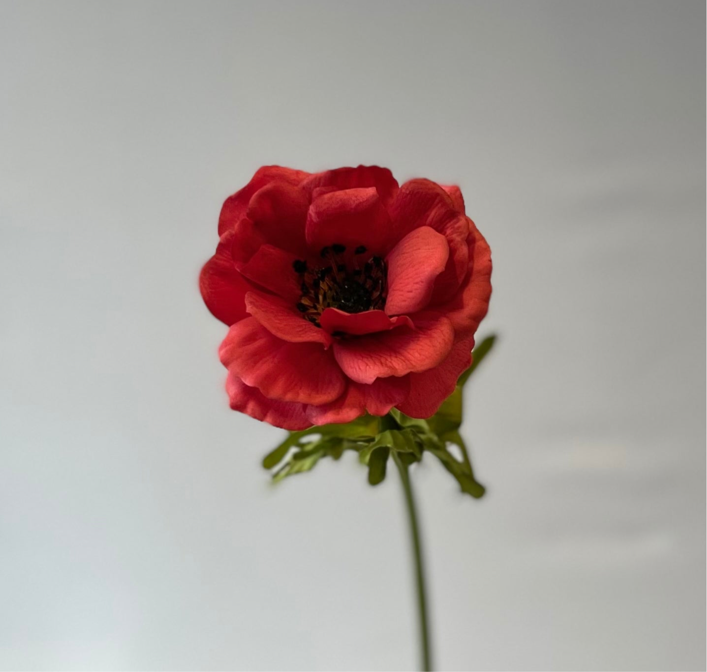 Real Touch Red Rose Anemone Single Stem Artificial Flowers Faux Flowers