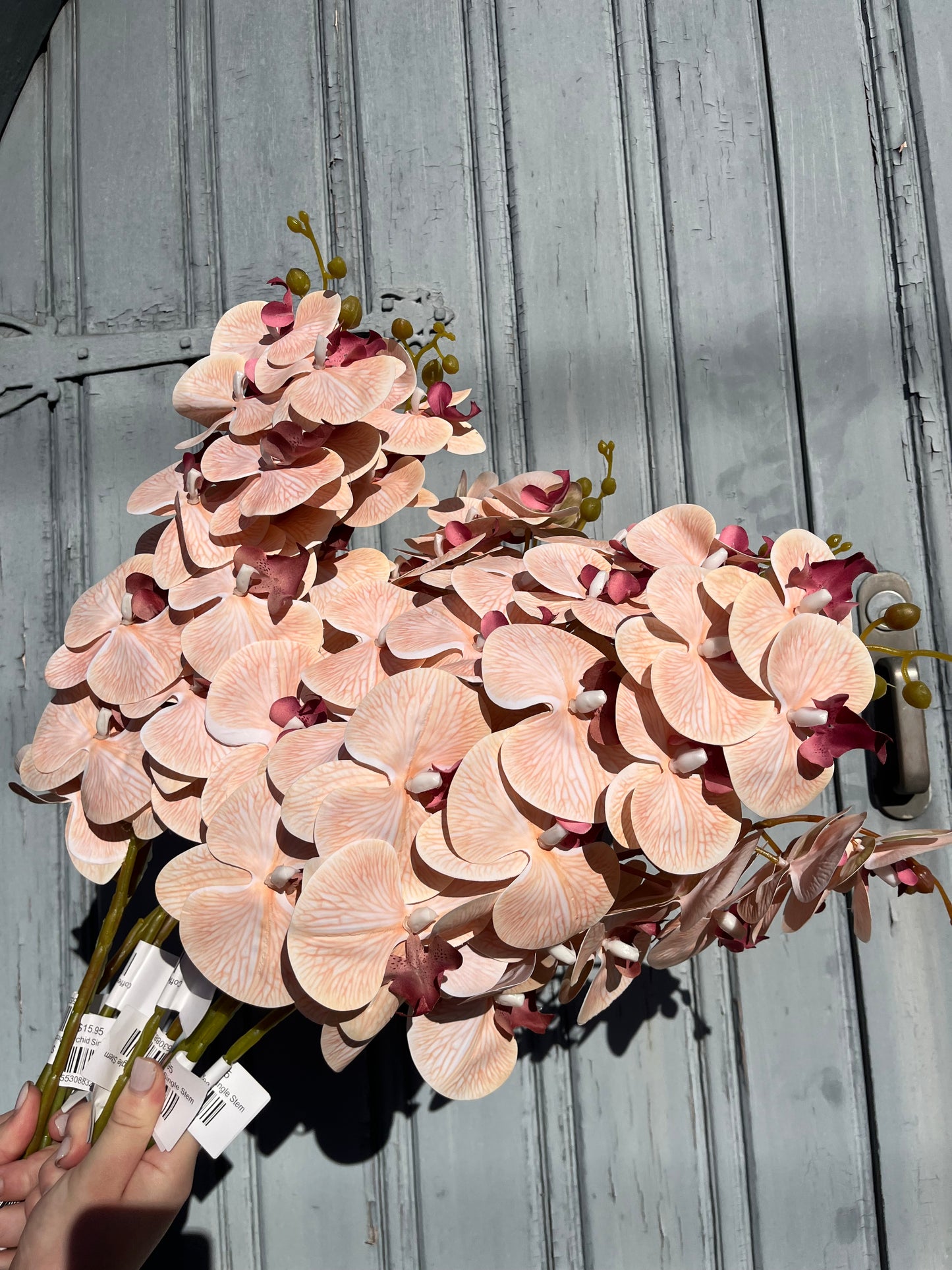 Coffee Orchid Single Stem