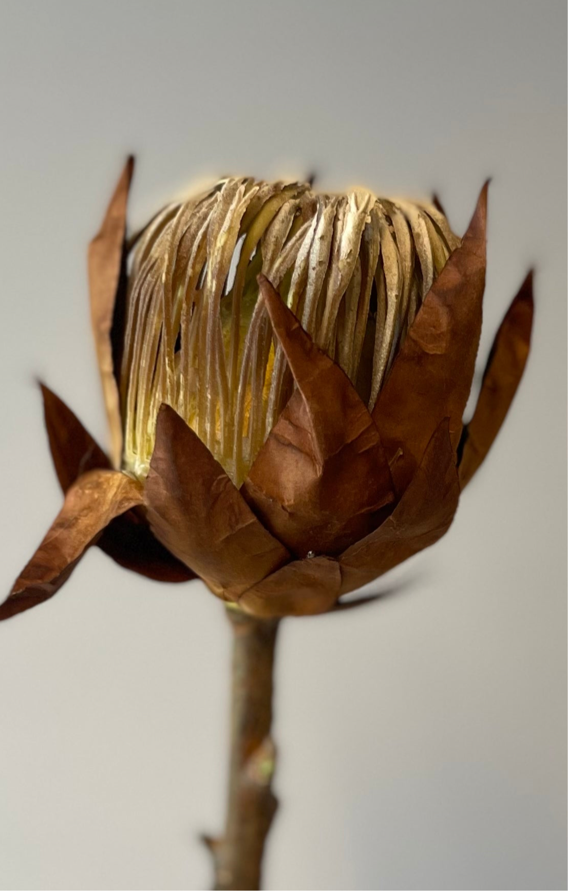 Brown King Protea Artificial Flowers Faux Flowers