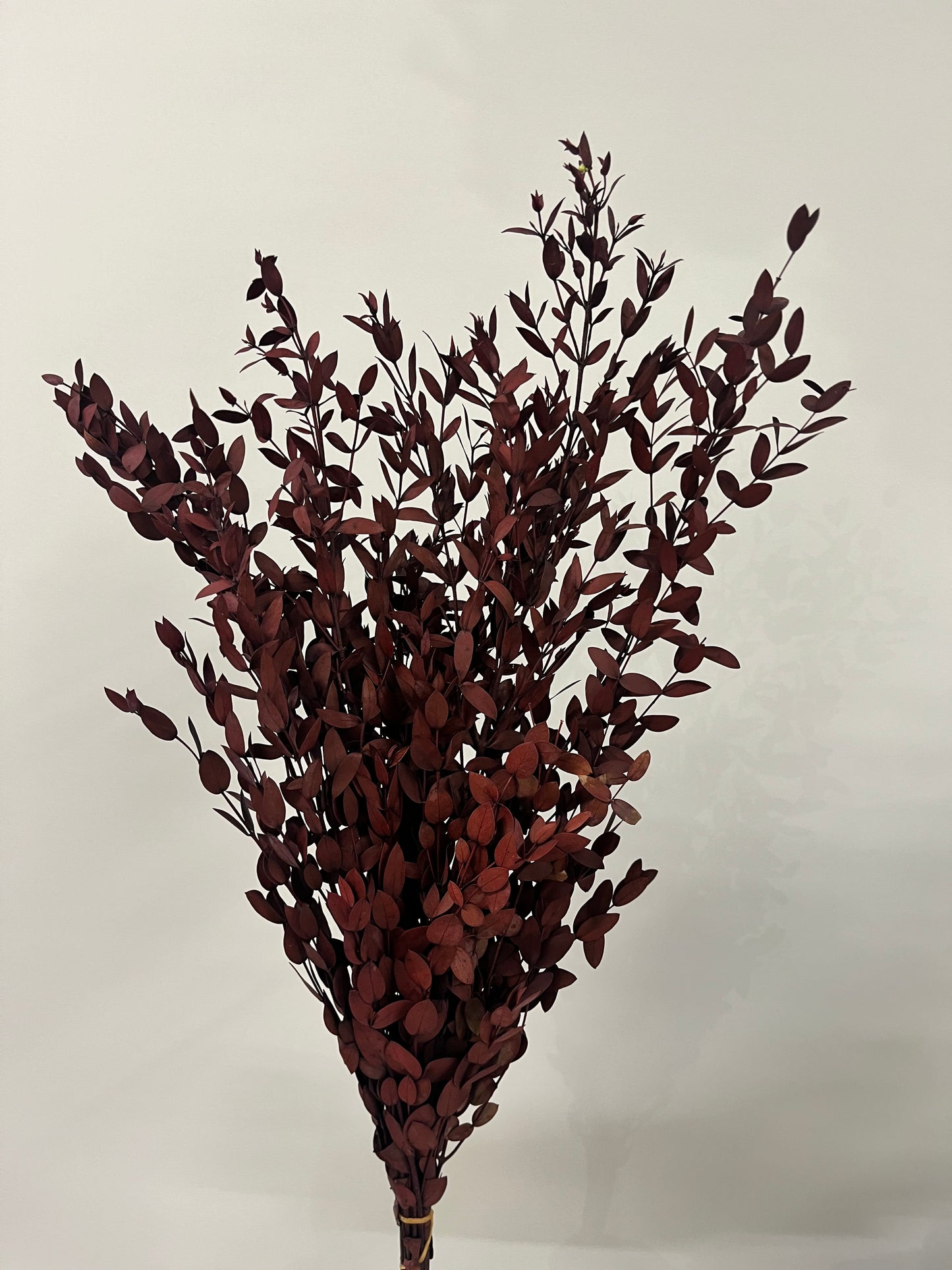 Burgundy Dried Italian Ruscus Bunch Dried Flower