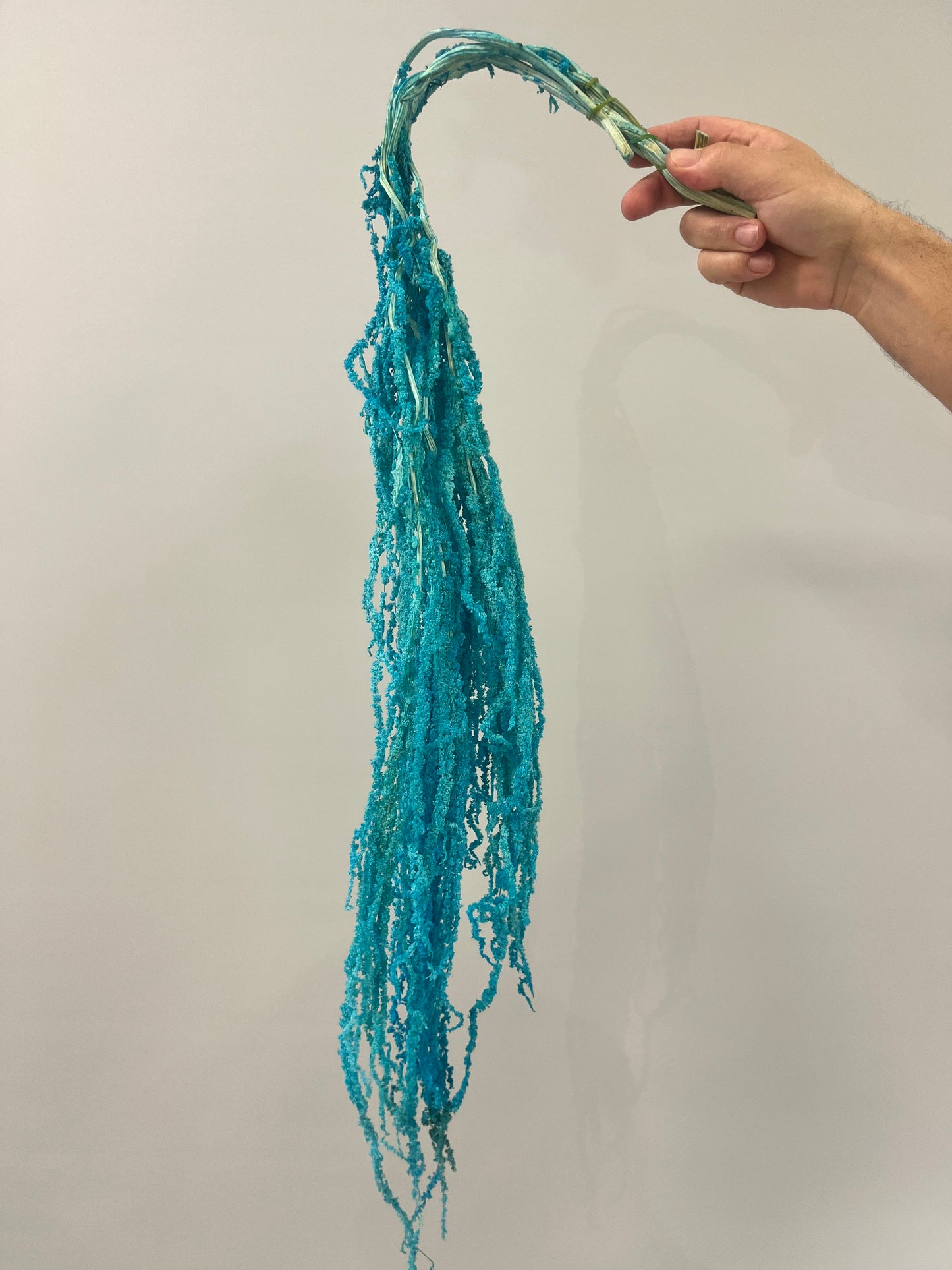 Blue Dried Amaranthus Single Stem