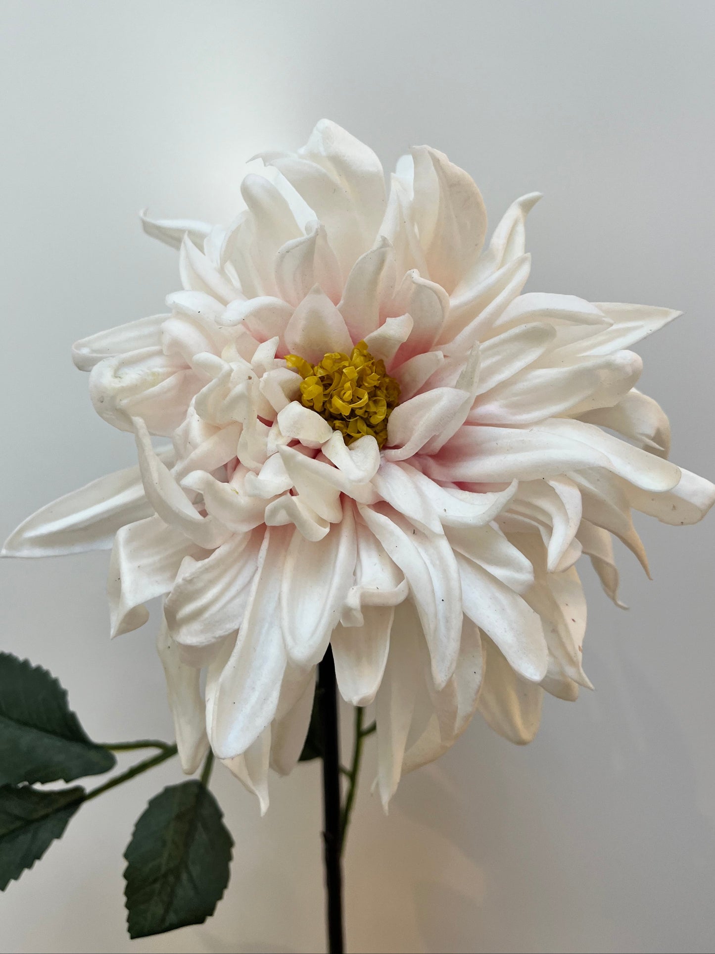 Real Touch White & Pink Dahlia