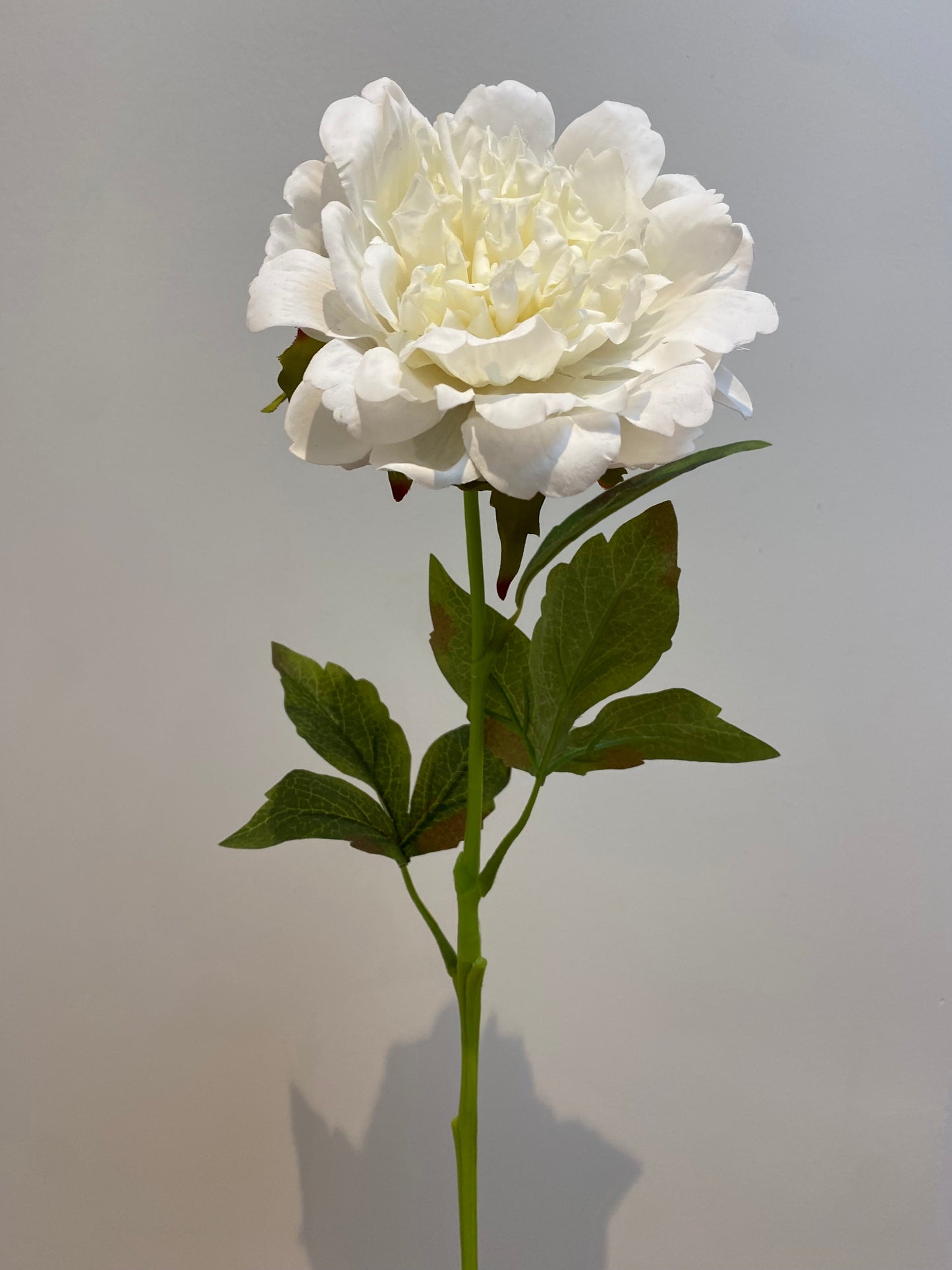 Real Touch White Cabbage Rose Single Stem Artificial Faux Flowers