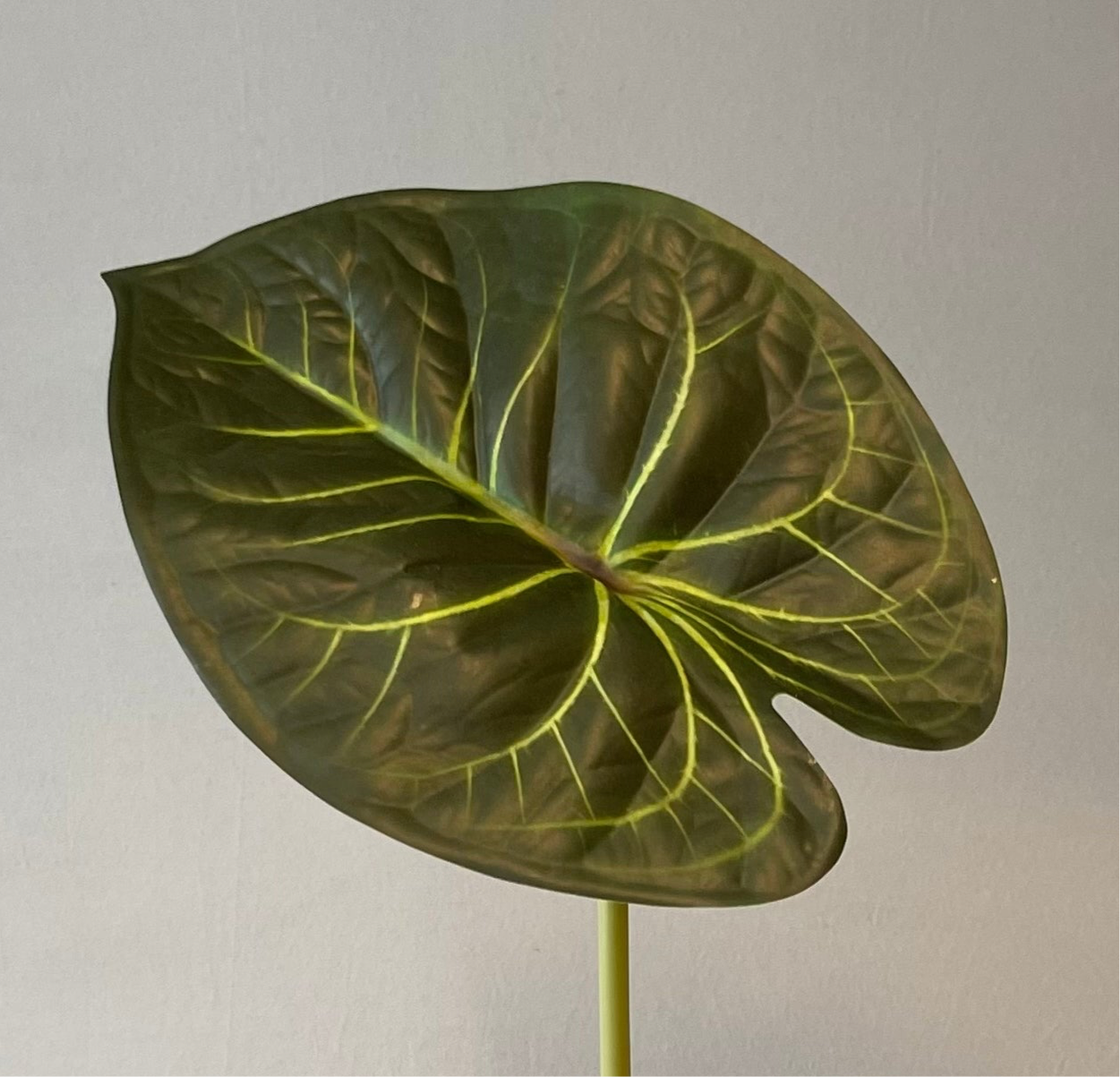 Anthurium Clarinerium Green Leaf Single Stem Artificial Flowers,