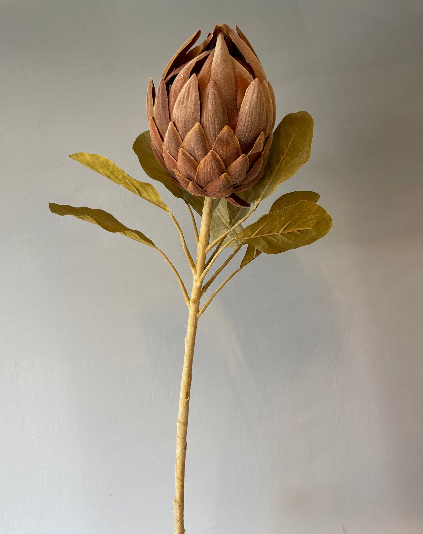 Queen Protea Coffee Single Stem