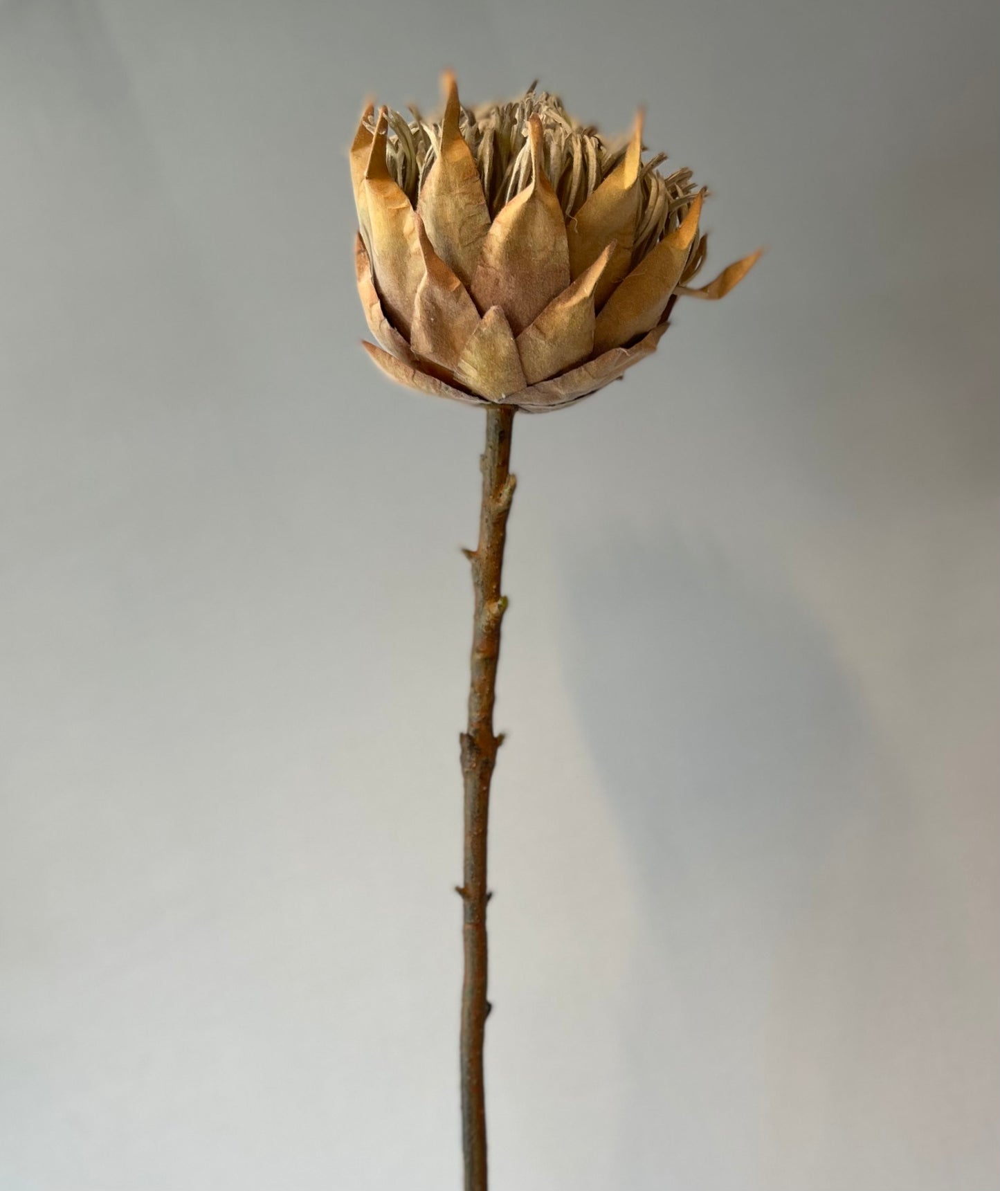 Crown Protea Coffee Artificial Flower Single Stem